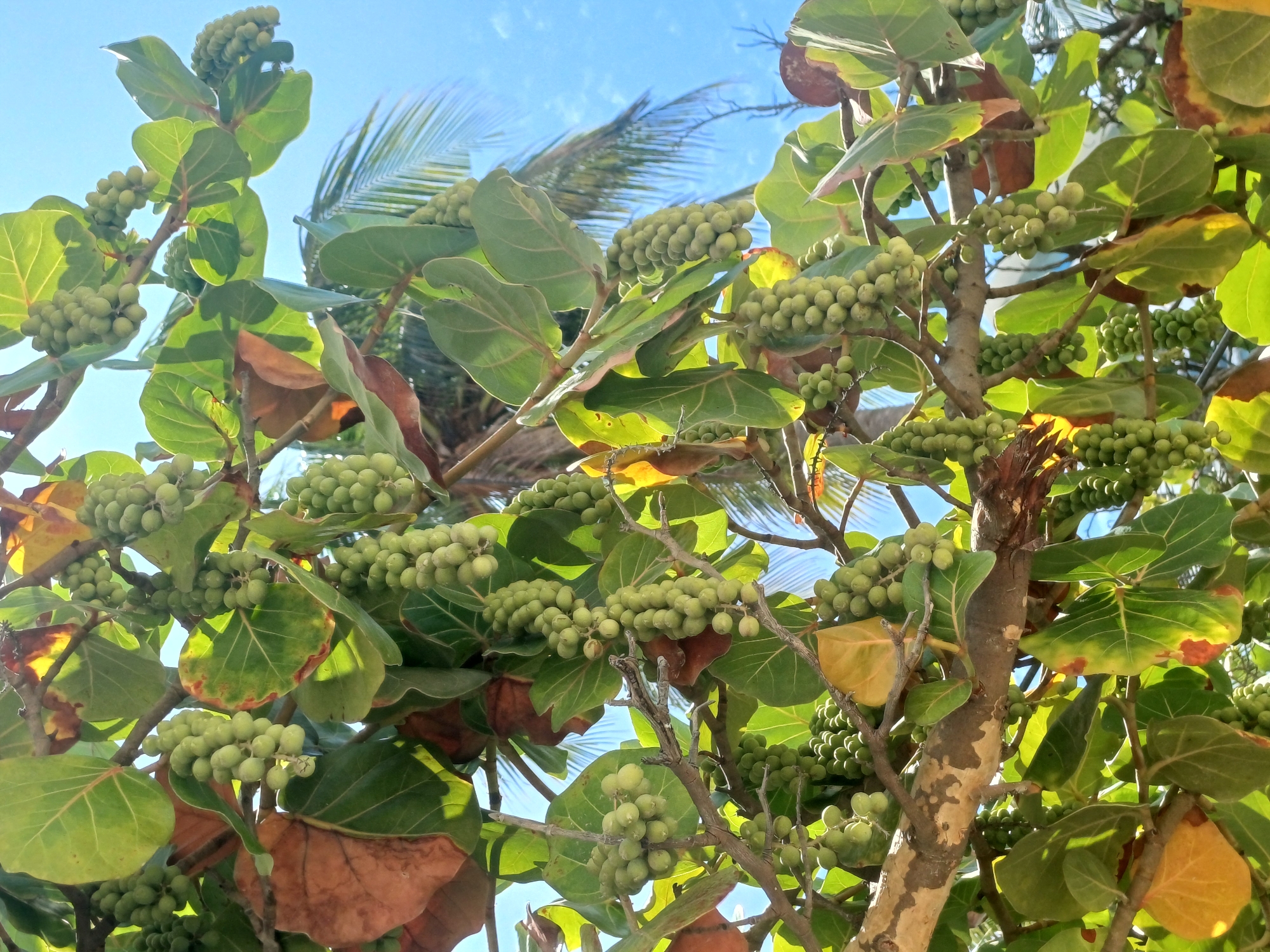 A low-angle, full shot captures a cluster of green sea grapes on a tree, set against a bright blue sky with a few wispy clouds and a partial view of a palm tree. The sea grapes are a vibrant green, appearing in long, dense bunches. Large, leathery leaves, some tinged with yellow and brown, surround the fruit. The tree's branches are rough and textured, with some appearing a light grey-brown color. The scene is bathed in natural sunlight, casting shadows and highlighting the textures of the leaves and fruit. No people or animals are visible in the frame. The image appears to be taken outdoors, likely in a tropical or subtropical coastal environment. Without additional context or identifying landmarks, it is not possible to definitively place this scene within the city of Nha Trang, Vietnam.