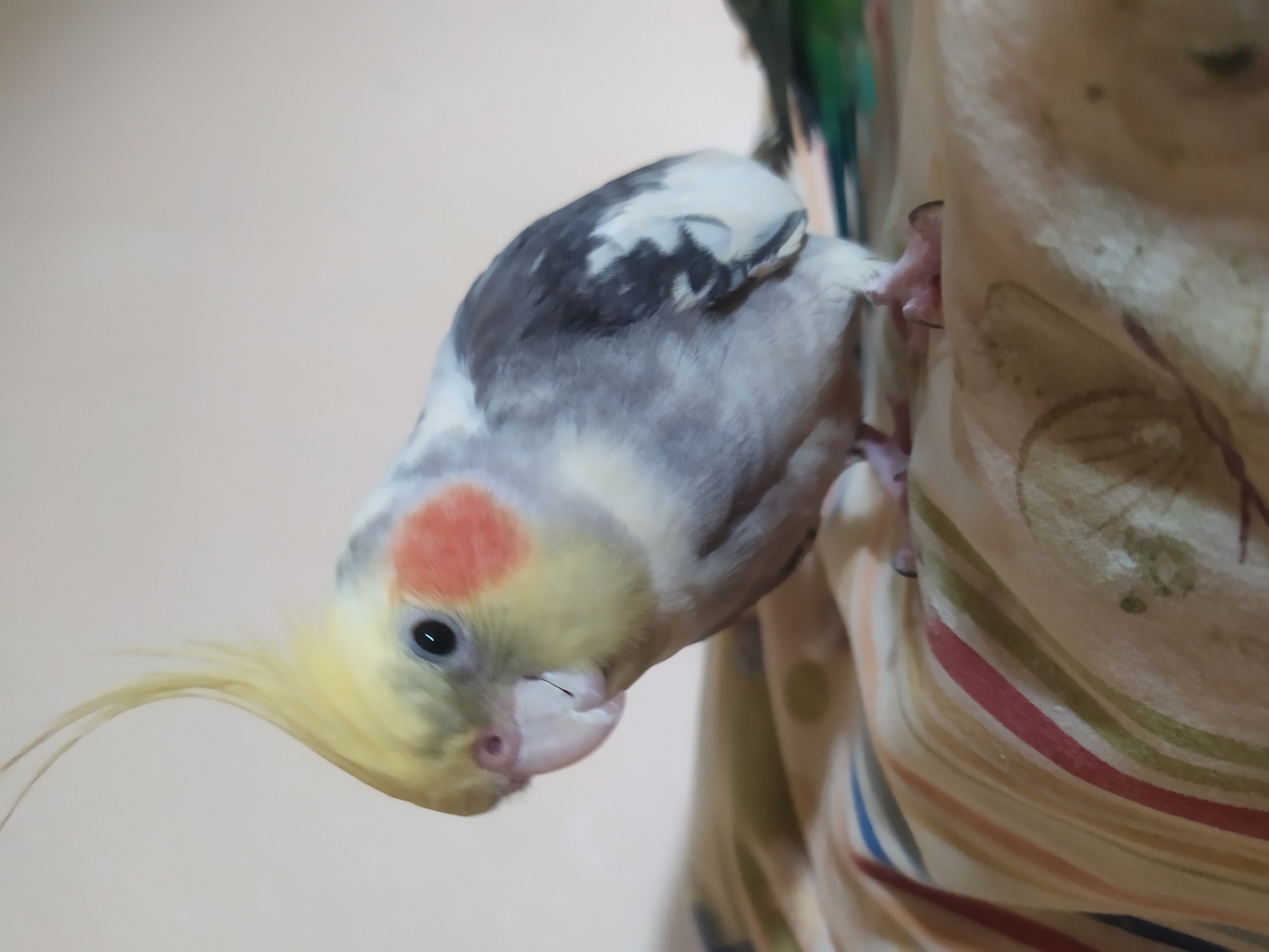 A cockatiel with a yellow crest and orange cheek patches is perched on a colorful striped fabric. The bird's body is predominantly gray and white with black markings on its wings. The background is a plain, light-colored wall. The image does not contain any information about the city of Bilajari, Azerbaijan, or any people.
