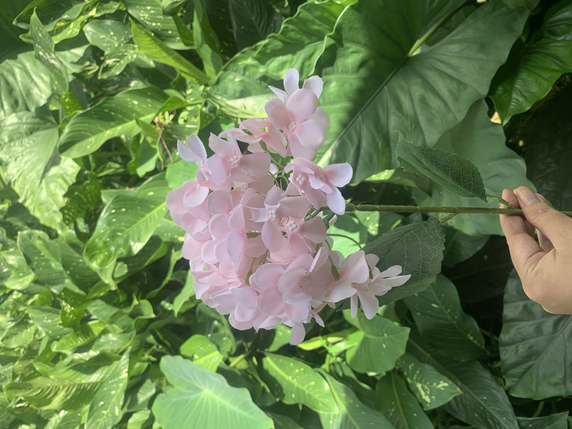 An individual's hand is holding the stem of a cluster of light pink artificial hydrangeas against a backdrop of lush green foliage. The hydrangeas are in full bloom, with multiple delicate petals on each flower. The leaves behind the flowers are large and varied in shape and texture, suggesting a garden or indoor plant setting. The hand, appearing to be an adult's, is gently supporting the artificial flower, with the thumb and index finger visible. The lighting suggests it is daytime, with soft shadows indicating a natural light source. This scene does not contain enough information to determine its specific location within Kuala Pembuang, Indonesia.