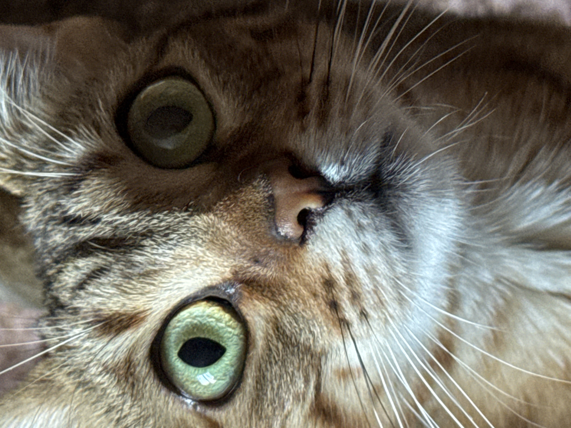 The image is a close-up, headshot of a domestic cat. The cat has green eyes with black pupils and a tabby coat pattern in shades of brown and tan. Its whiskers are long and white. The background is blurred and appears to be a neutral, textured surface. The image does not contain any elements that would allow for the determination of its location within the city of Izhevsk, Russia.