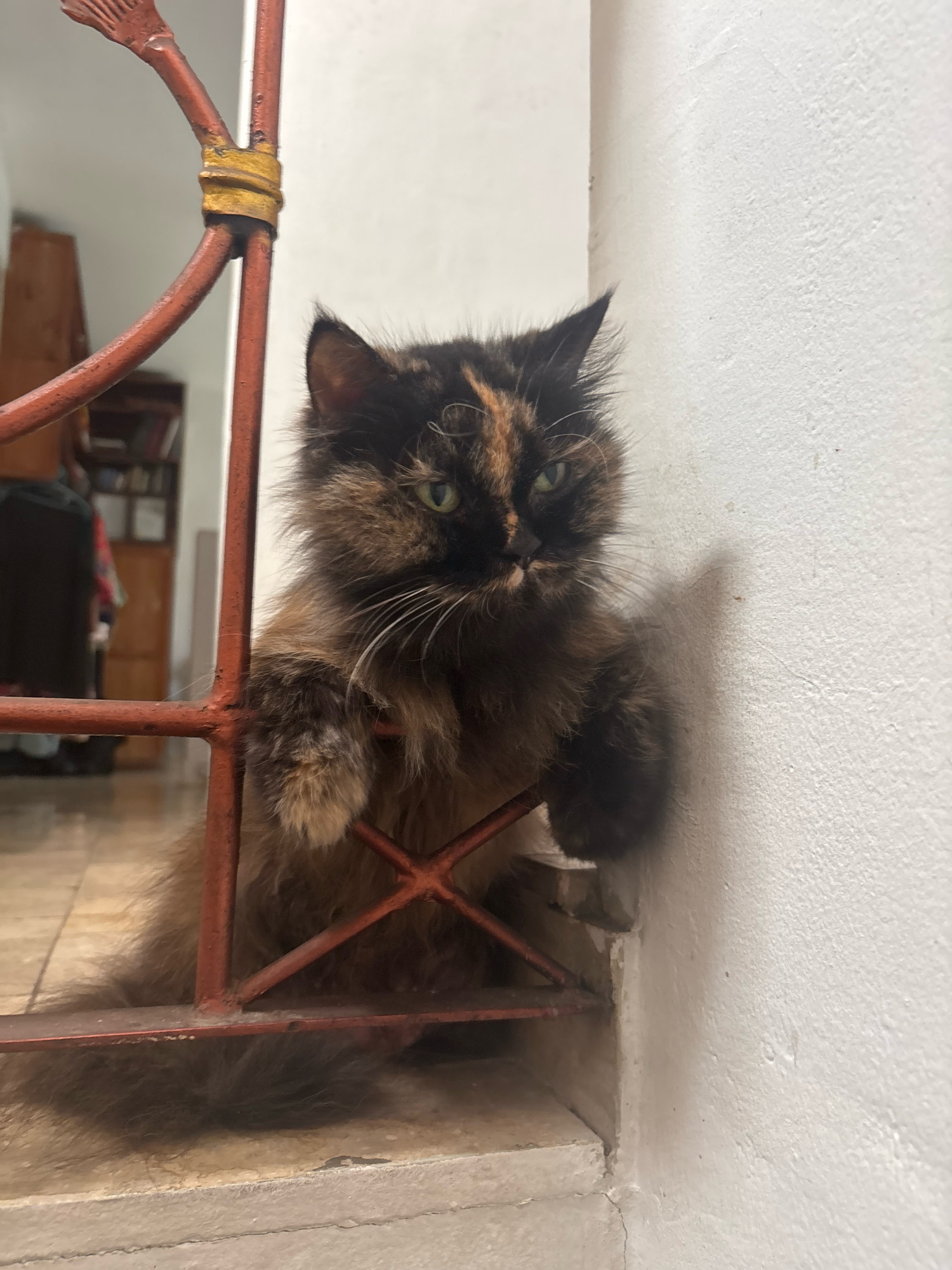 A tortoiseshell cat with long fur and green eyes is perched on a ledge, holding onto a red metal grate. The cat is positioned in front of a white wall, with a blurred background showing a room with furniture. The scene appears to be indoors, possibly in a residential setting in Bekasi, Indonesia, given the typical architectural elements like the grate and tiled floor visible. The lighting is moderate, casting a shadow of the cat on the wall.