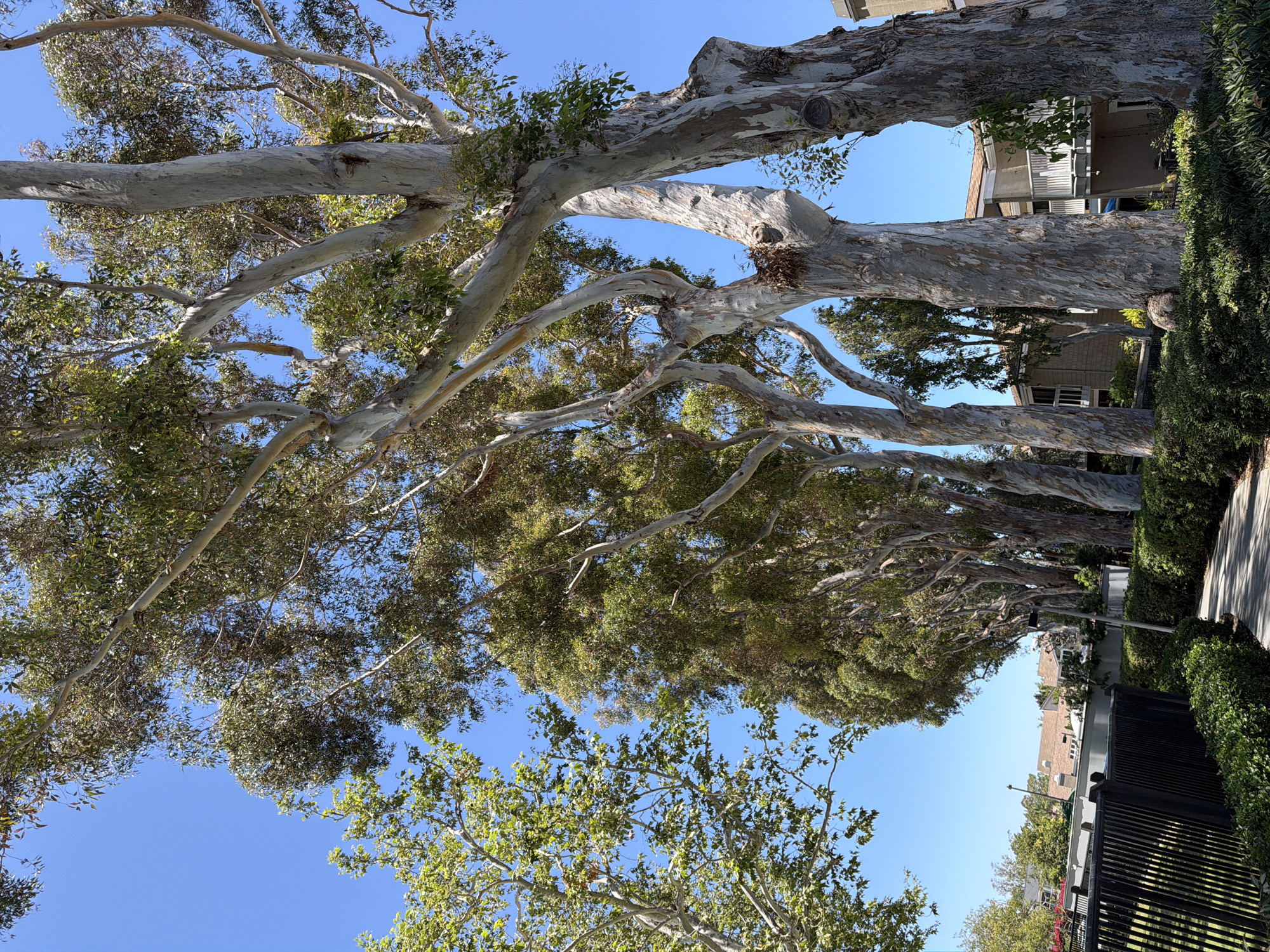 The image depicts a row of tall eucalyptus trees with distinctive peeling bark, set against a clear blue sky. In the foreground, a paved walkway curves to the right, bordered by neatly trimmed green bushes. To the left of the walkway, a black metal fence encloses an area with more greenery. Behind the fence, buildings with brown roofs and beige siding are visible, along with some lighter-colored trees. The scene appears to be in a well-maintained outdoor area, possibly a park, residential complex, or commercial property, consistent with the landscaping and architecture found in Irvine, California, United States of America. No people are visible in the image.