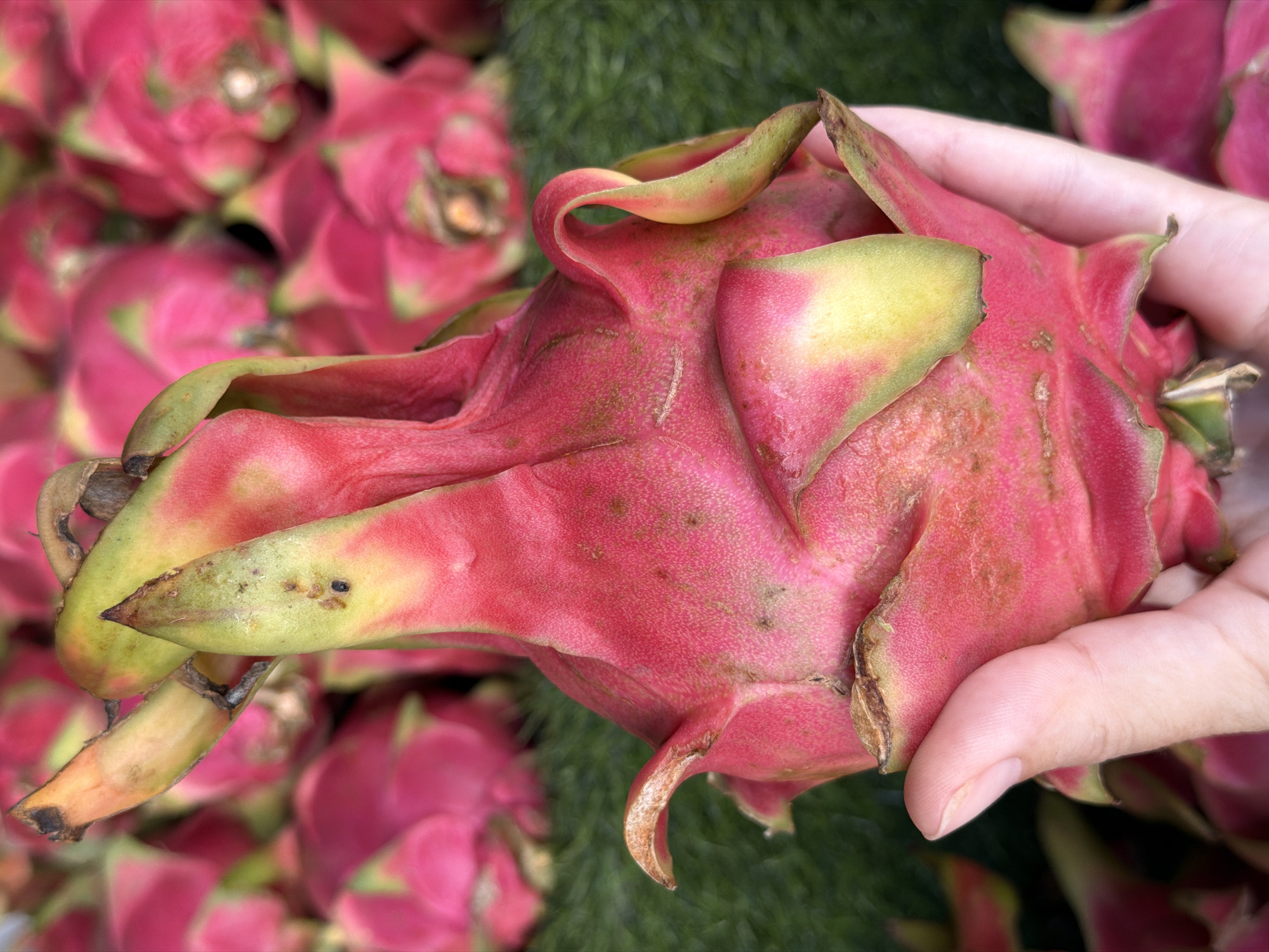 In the city of Ko Samui District, Thailand, a close-up shot focuses on a person's hand holding a vibrant pink dragon fruit. The fruit, with its characteristic green and yellow leathery skin and scale-like protrusions, is the primary subject, taking up most of the frame. In the background, a blurred collection of more dragon fruits, also in shades of pink and green, are visible. The ground beneath the fruits appears to be covered in artificial green turf. A small, dark insect is visible on one of the fruit's green scales.