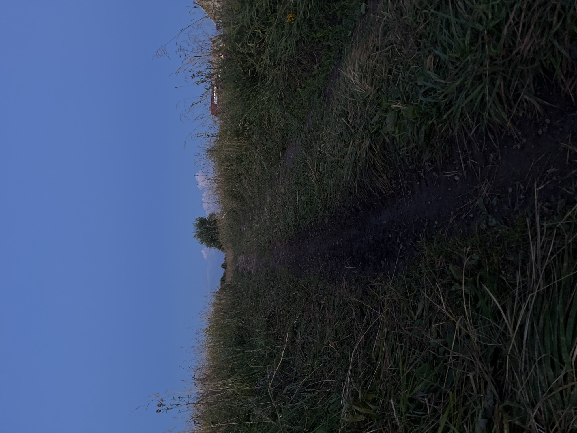 The image depicts a dirt path winding through tall grass and vegetation under a deep blue twilight sky. The path appears to be unpaved and shows signs of wear. To the right of the path, there are scattered residential buildings with red roofs, suggesting a rural or semi-rural setting. A single tree stands in the distance on the horizon. The overall scene is one of natural quietude as day transitions into night in the area of Il'ino, Russia.