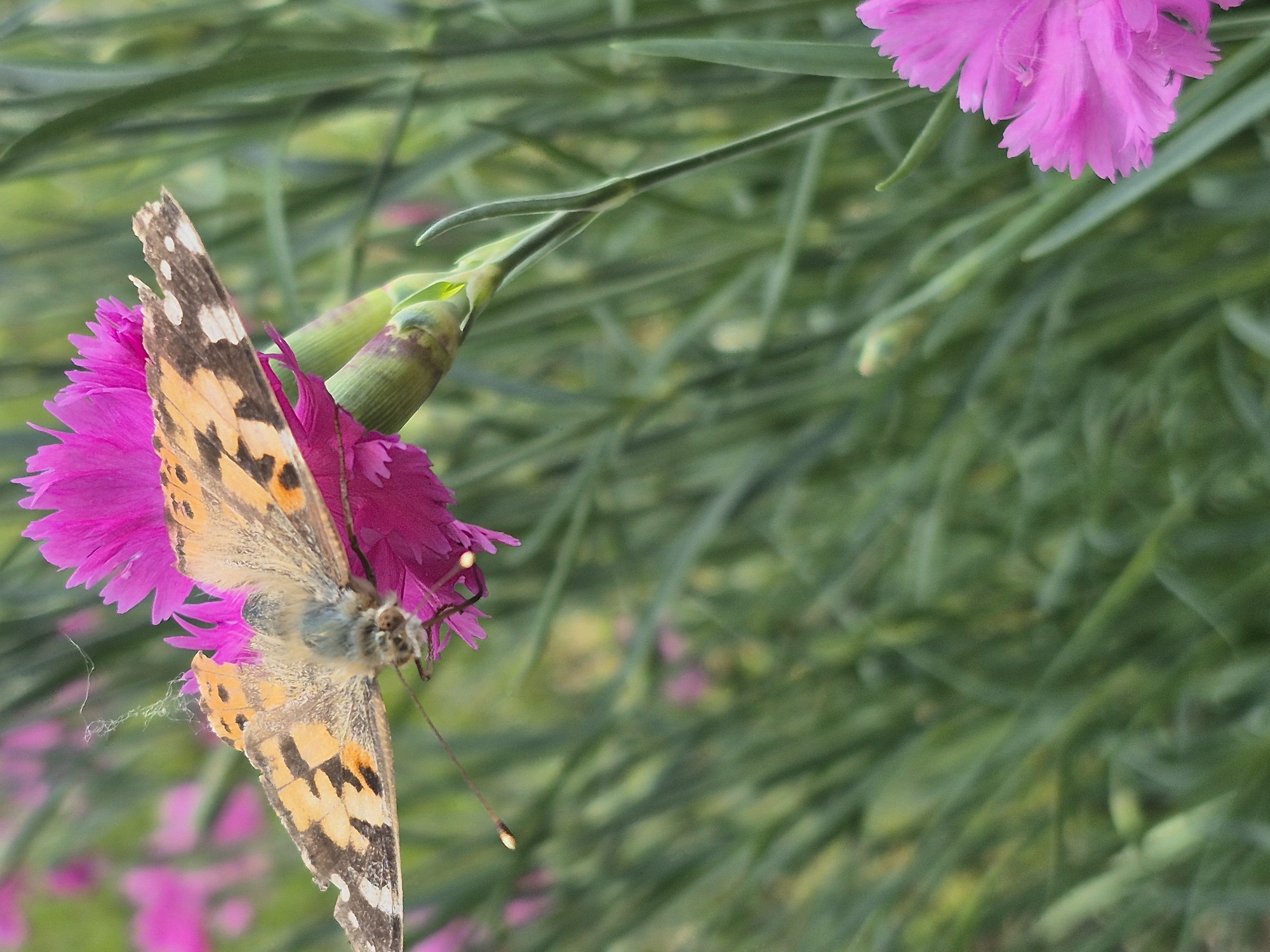 A close-up shot reveals a butterfly clinging to a vibrant pink flower. The butterfly exhibits a pattern of orange, brown, and white markings on its wings. Its left wing is notably damaged, with portions missing. The flower it rests on features layered petals. In the background, a blur of green foliage suggests a garden setting. The location is a garden area in Slivo Pole, Bulgaria.