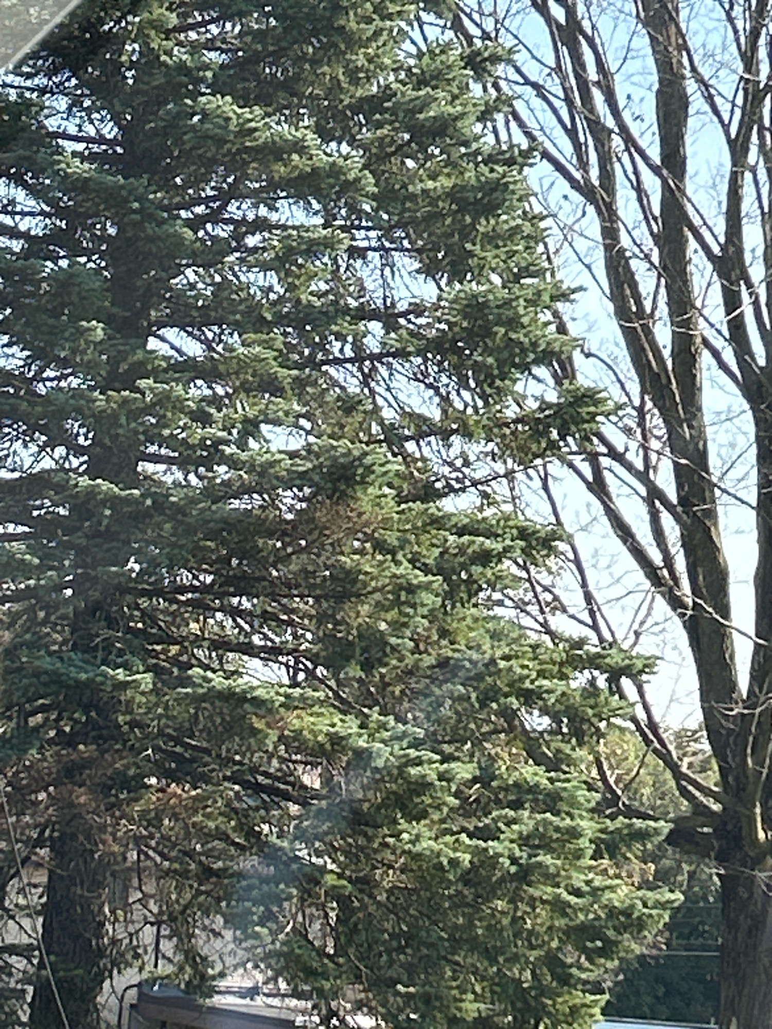 A dense evergreen tree dominates the left side of the frame, its dark green needles creating a lush canopy. To the right, a deciduous tree with bare branches stands silhouetted against a pale blue sky. Sunlight filters through the branches, casting dappled shadows on the foliage. The scene appears to be an outdoor environment, possibly a park or residential area in Robinson Township, United States of America, given the presence of trees and what appears to be the roof of a structure visible at the bottom of the frame. The image captures a moment of natural beauty, with the contrasting textures and colors of the two trees providing visual interest.