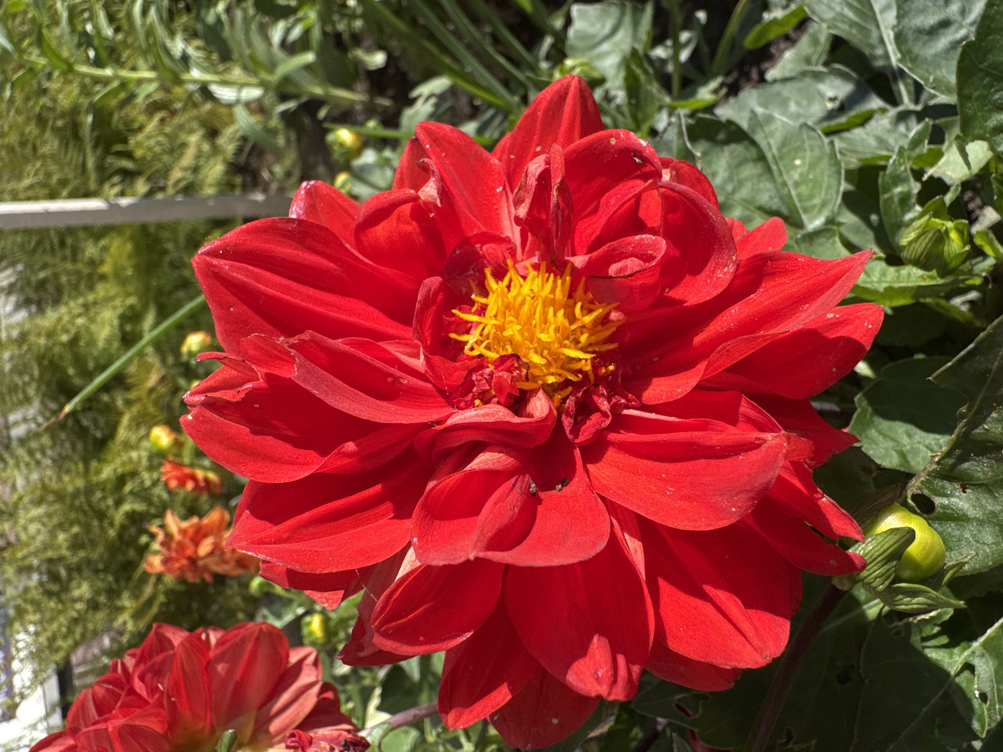 This is a close-up, eye-level, outdoor, natural light photograph of a vibrant red dahlia flower in full bloom. The flower is the primary subject, dominating the center of the frame with its numerous overlapping petals and a bright yellow stamen cluster at its core. The petals are rich red, with some showing slight imperfections, suggesting they are natural and have been exposed to the elements.
Behind the main dahlia, a partially visible red dahlia is on the left, out of focus, and further in the background, several smaller orange flowers are also blurred. The surrounding environment consists of green foliage, including the leaves of the dahlia plant itself, which are dark green and show some signs of weathering. Some small, green buds are visible near the base of the main flower. In the upper right corner, a tall, thin, pale vertical object, possibly a garden stake or support, is present. The background is a blur of green, indicating a garden setting, with dappled sunlight suggesting a sunny day. The image is focused on the detailed texture and color of the dahlia petals.
There are no people or animals visible in the image. The scene is static and purely botanical. There are no contextual clues that would place this specific image in Ladozhskoe Ozero, Russia.