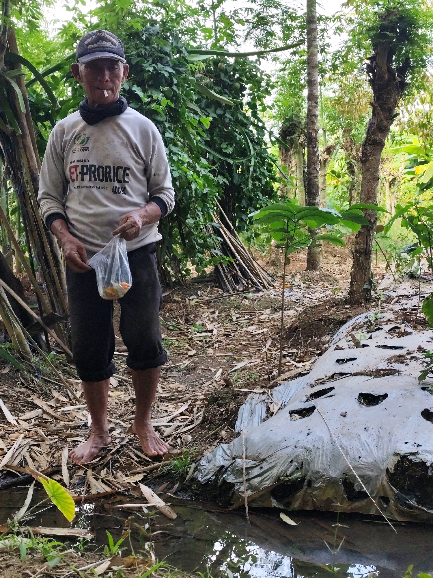 A medium shot captures an elderly Indonesian man standing barefoot in a lush, overgrown area near a small body of water. He is wearing a light-colored long-sleeved shirt with the text "ET-PRORICE HERBISIDA" printed on it, black cropped pants, and a dark baseball cap. He holds a small plastic bag containing a few orange items in his left hand and has a cigarette in his mouth. The background consists of dense foliage, bamboo stalks, trees, and a patch of white plastic sheeting with holes, suggesting a garden or agricultural setting. The ground is covered with dry leaves and debris. The scene appears to be in Jambewangi, Indonesia, a rural area known for its agriculture.