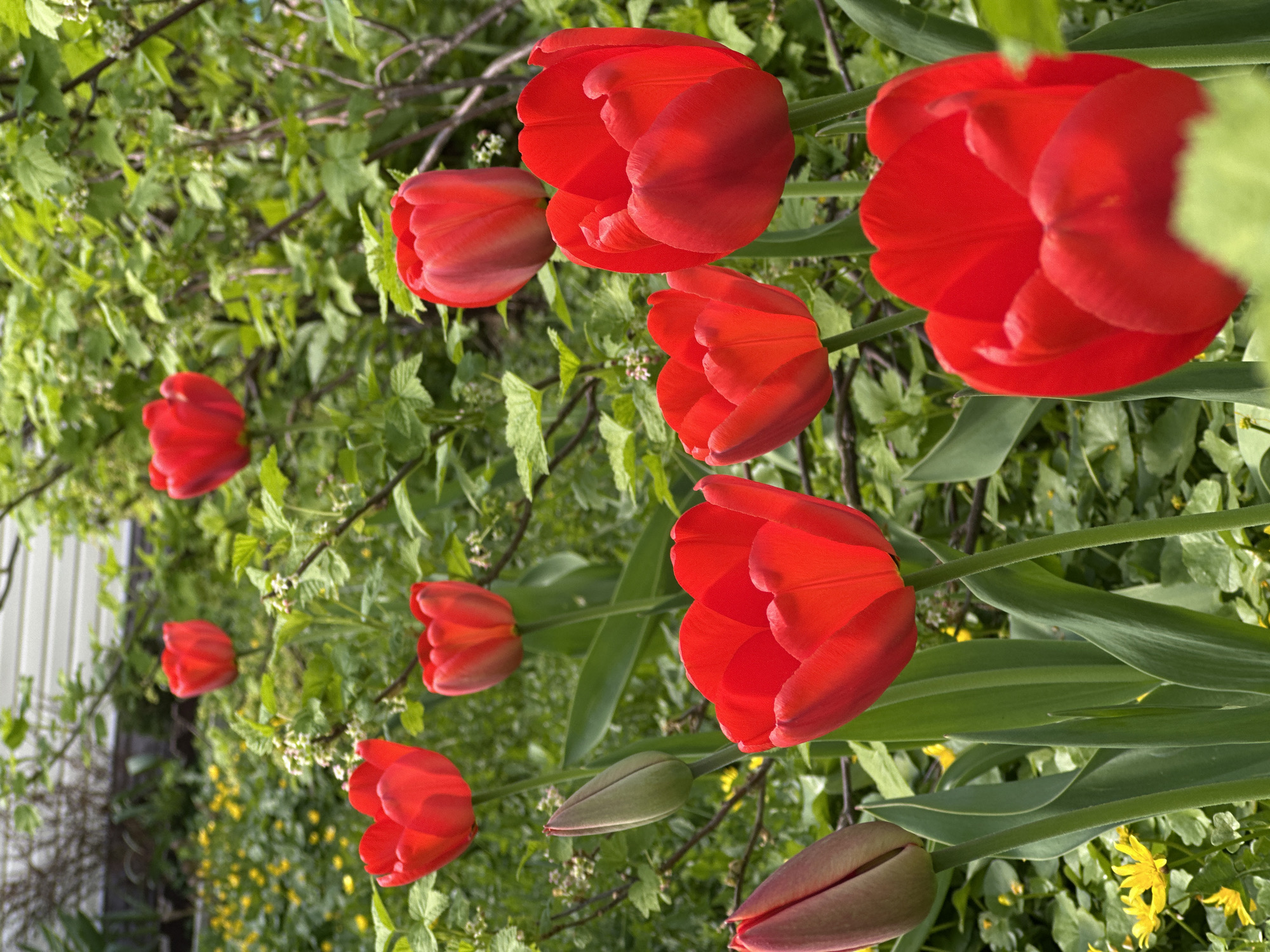 The image depicts a row of blooming red tulips. The tulips are vibrant and stand out against the backdrop of green foliage and yellow flowers. The tulips are in various stages of bloom, with some fully open and others still in bud form. The stems of the tulips are slender and green. The scene appears to be a garden setting. Based on the surrounding greenery and architecture, the location may be Nizhny Novgorod, Russia.