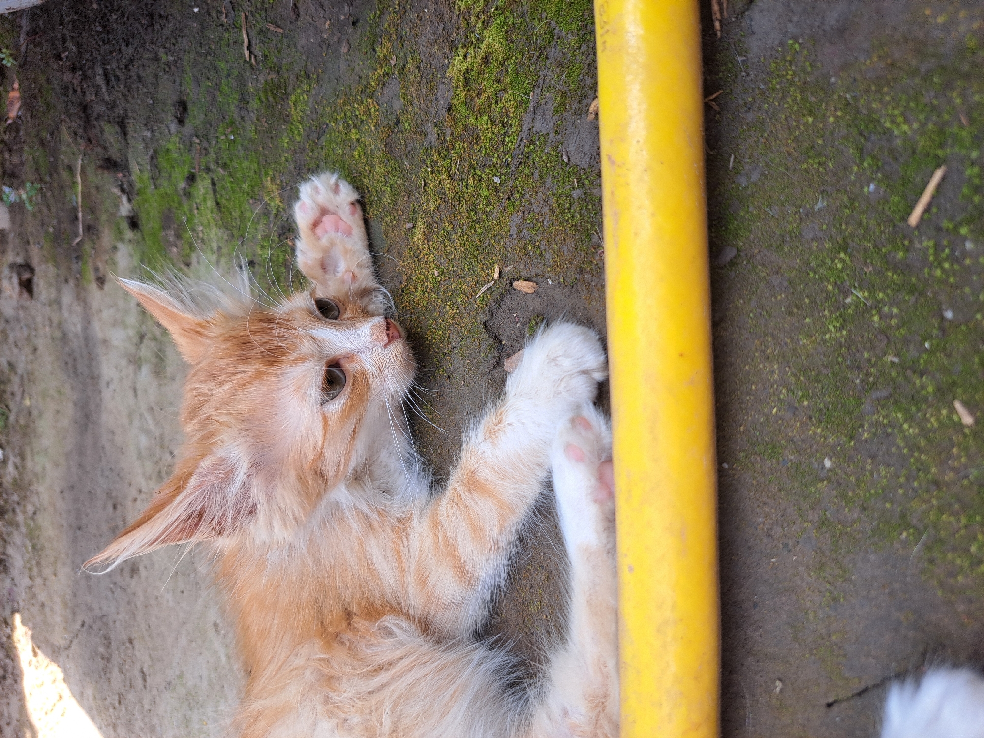 A ginger and white kitten lies on a mossy, dirt ground with a yellow pipe in the foreground. The kitten is facing right, with its right paw extended and resting on the ground. Its eyes are open, and its ears are pointed upwards. The kitten appears to be relaxed, possibly in a playful mood. The background consists of a dirt path and some greenery, suggesting an outdoor setting. The scene is captured in a close-up shot, focusing on the kitten and its immediate surroundings. The image is from Vypasne, Ukraine.