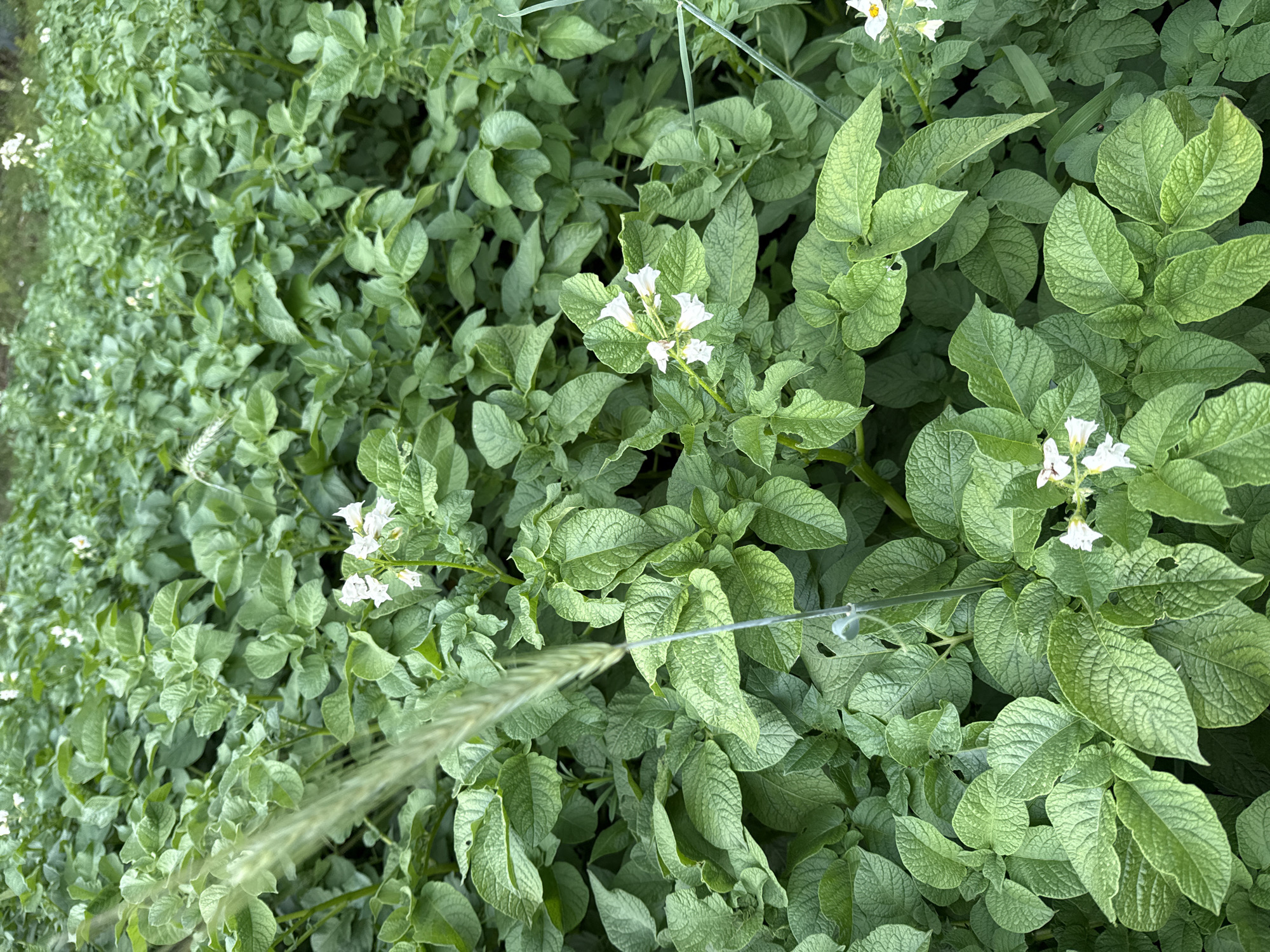 This media file depicts a close-up, overhead view of a potato field in Malmyzh, Russia. The scene is dominated by lush green potato plants, their leaves dense and textured, with some showing signs of light damage or discoloration. Small, delicate white potato flowers are scattered amongst the foliage, indicating the plants are in bloom. A thin, silvery wire or string runs horizontally across the frame, likely used for support or as part of a cultivation system. A single, tall blade of grass or wheat stands out in the foreground, extending diagonally from the bottom left towards the center of the image, its texture sharp and detailed against the softer backdrop of the potato leaves. The lighting suggests it is daytime, possibly overcast, as there are no strong shadows. The overall impression is one of a cultivated agricultural landscape, focused on the growth and potential harvest of potatoes. No people, text, or specific emotional cues are present.