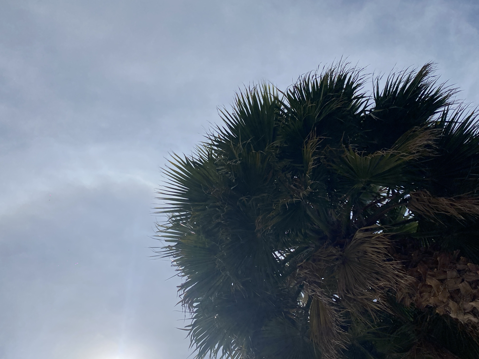 A low-angle shot shows a palm tree filling the right half of the frame, contrasted against a bright sky with scattered clouds in the city of Unknown, Unknown. The palm tree's fronds are green and spiky, some appearing darker due to shading. The trunk is visible at the bottom right. The sky is mostly clear, with a slight haze and varying tones of blue. The sun is partially obscured, adding to the brightness.