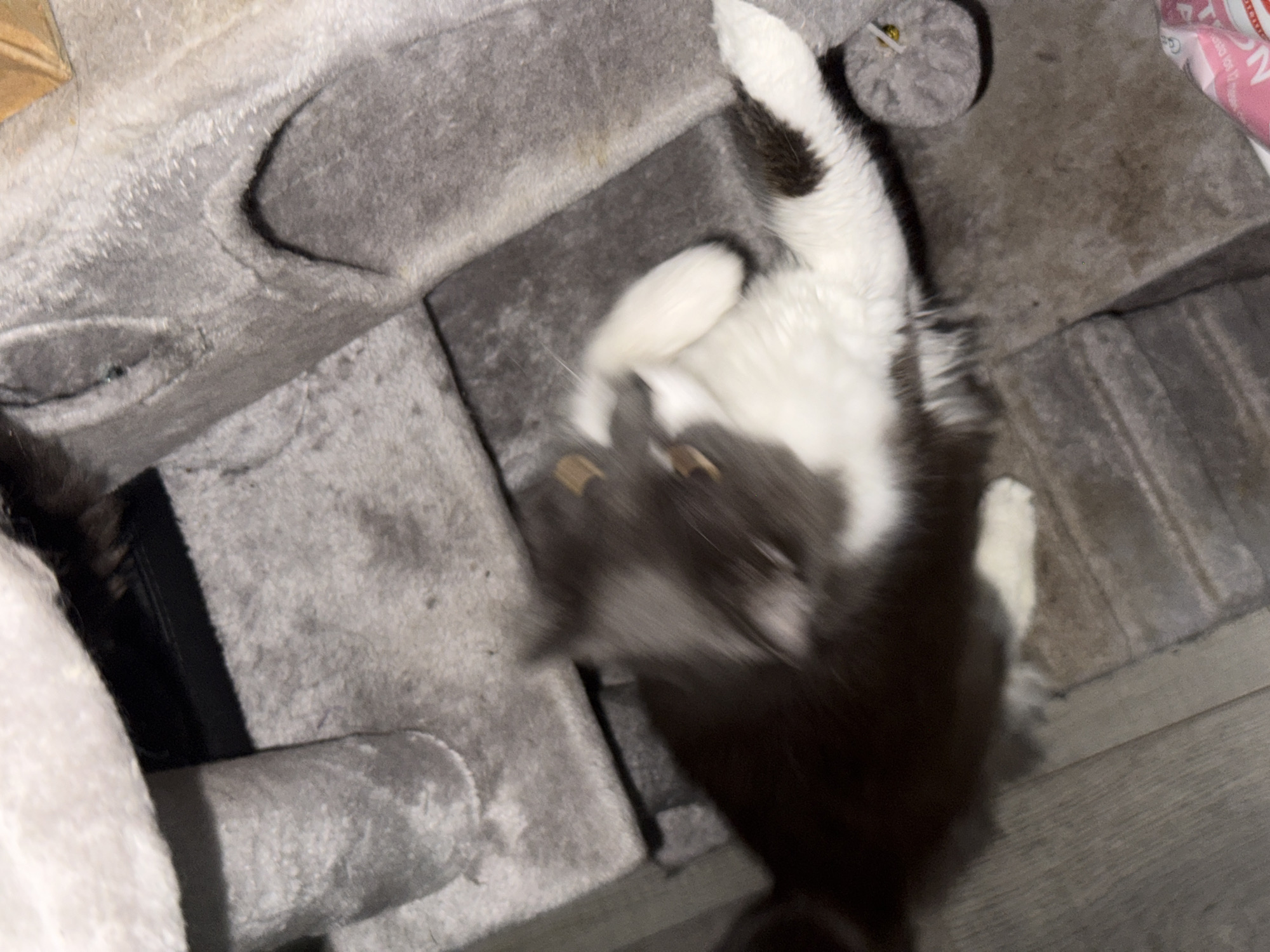 A blurred, overhead view captures a gray and white cat lying on its back on a gray carpeted cat tree. The cat's paws are extended upwards, and its body is partially obscured by motion blur. The cat tree is positioned on a wooden floor. A portion of a pink bag with text is visible in the bottom right corner of the image. The scene appears to be indoors in a residential setting, potentially in Bellmore, United States of America, given the provided location context.