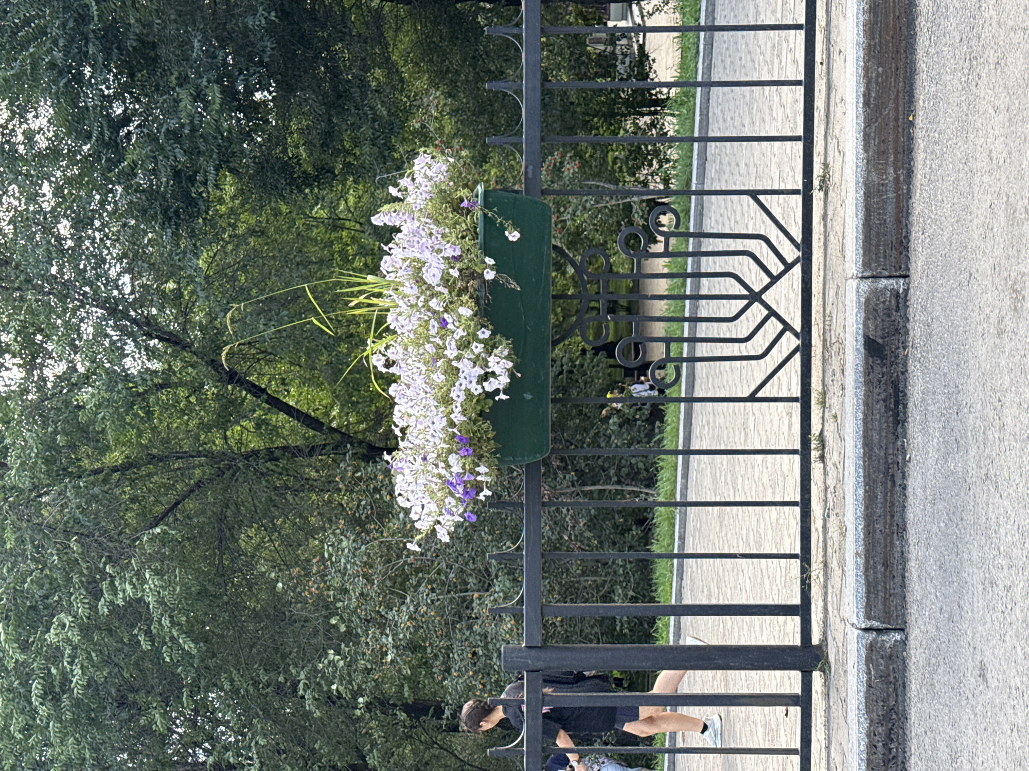 This image depicts a section of a black metal fence in Khabarovsk, Russia. Attached to the fence is a green planter overflowing with white and purple petunias, with a few blades of grass also present. A person, seen from the side, is walking on a paved path behind the fence. The background consists of lush green trees and foliage. The fence itself features decorative metalwork at the center. A concrete curb separates the paved path from a road in the foreground.