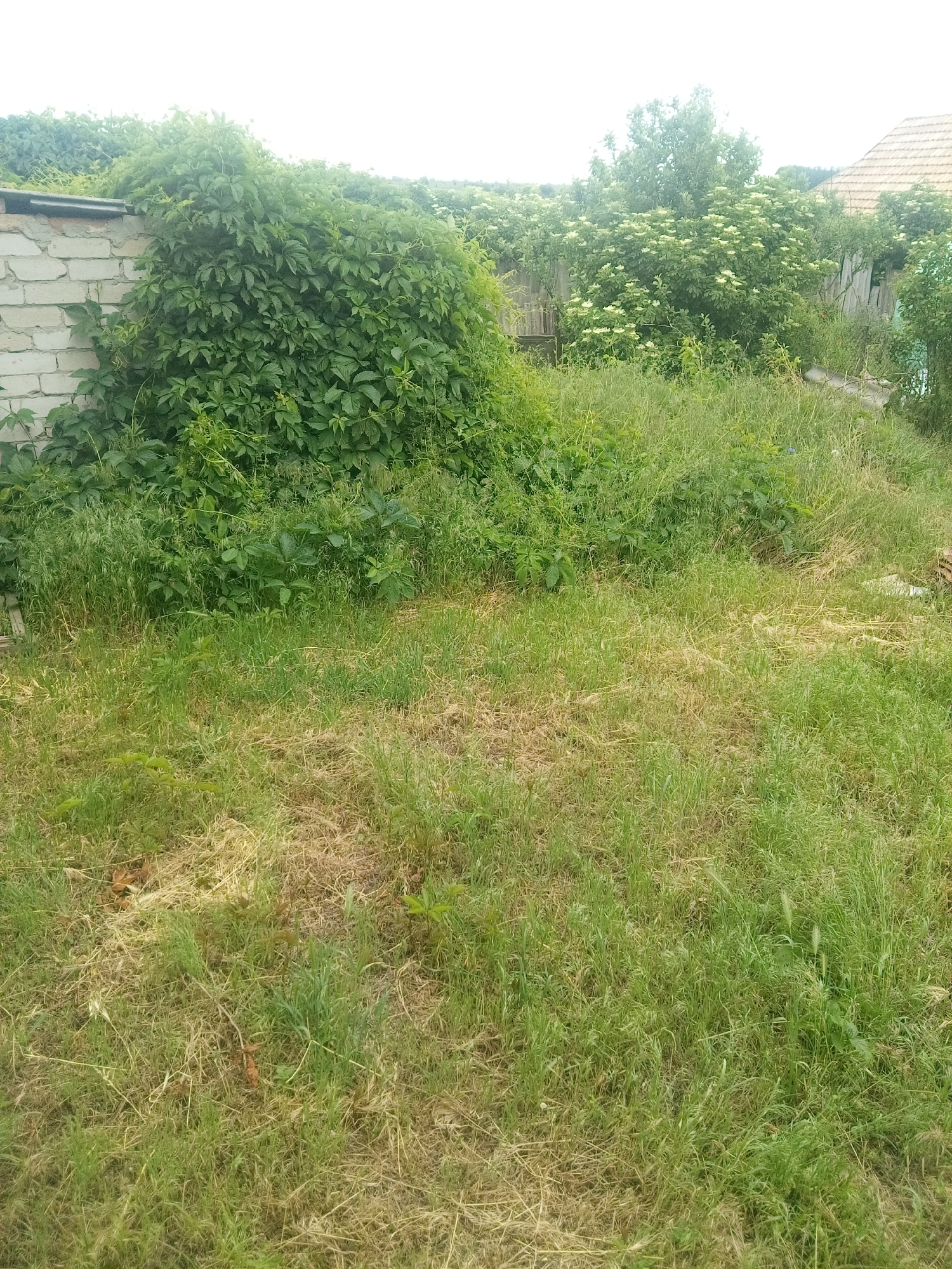 This image depicts an overgrown outdoor area in Zelenyi Hai, Ukraine. The scene is dominated by dense vegetation under an overcast sky.
In the left foreground, a segment of a light-colored, possibly white, brick wall is partially visible. This wall is largely covered by a thick growth of a vine, identified by its compound leaves, likely Virginia creeper, extending across the mid-left portion of the frame. The vine forms a large, irregular mound of green foliage.
The middle ground and foreground consist of an unkempt grassy area. Patches of tall, vibrant green grass and weeds are interspersed with areas of drier, yellowish-brown matted grass and plant debris. Several small, green-leaved plants are scattered within this ground cover.
In the background, to the right of the dense vine growth, a substantial tree displaying numerous clusters of white flowers, consistent with elderflower (Sambucus), stands prominently. Further right and partially obscured, a structure with a reddish-brown tiled roof is visible. A weathered wooden fence or barrier is discernible behind the vegetation in the mid-background. No people or animals are present in the image.