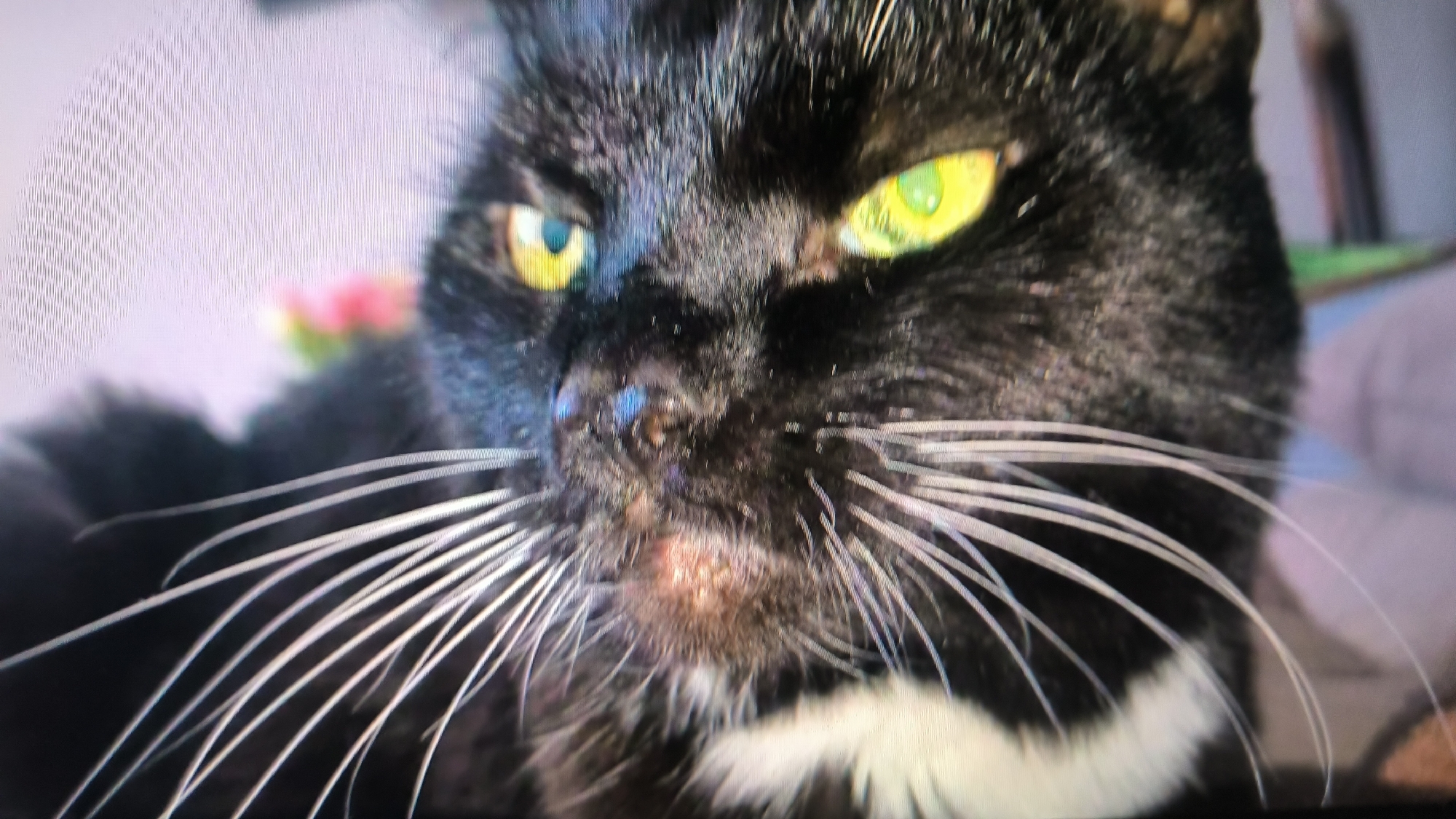 This is a close-up, slightly blurry photograph of a black cat with striking yellow-green eyes. The cat is looking directly at the camera. Its whiskers are prominent and white. There is a patch of pink and green on the left side of the background, out of focus, possibly a flower. The background to the right is a soft purple color, also out of focus, suggesting an indoor environment. There are no people or actions depicted in the image, and no specific location in Kovrov, Russia can be identified from the visual information provided.