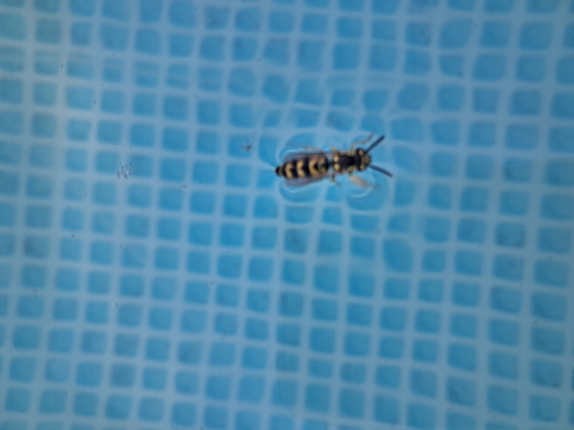 A wasp with black and yellow markings floats on the surface of blue tiled water, likely in a swimming pool. The wasp is positioned centrally in the lower half of the frame. The water has a tiled pattern underneath, with square blue tiles and lighter grout lines. The scene is viewed from above. There is no indication of the location being in Bagish, Uzbekistan.
