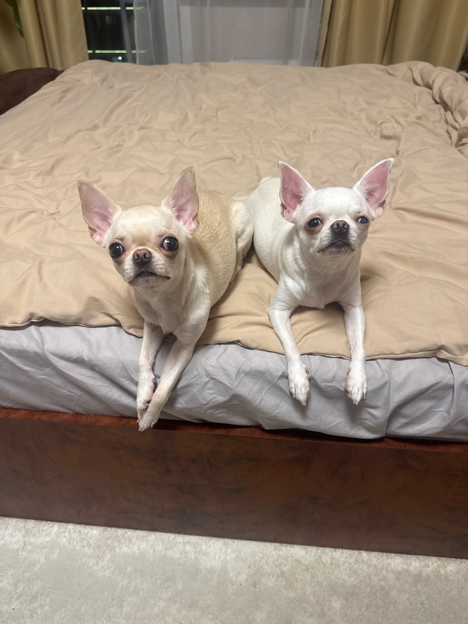 Two white Chihuahuas are lying on a beige comforter on a bed. The dog on the left is lighter in color than the dog on the right. Both dogs are facing the camera with their front paws extended. The bed is positioned in a room with beige curtains in the background, and what appears to be a window showing lights from buildings in the city of Novosibirsk, Russia. The floor in front of the bed is carpeted in a light gray color.