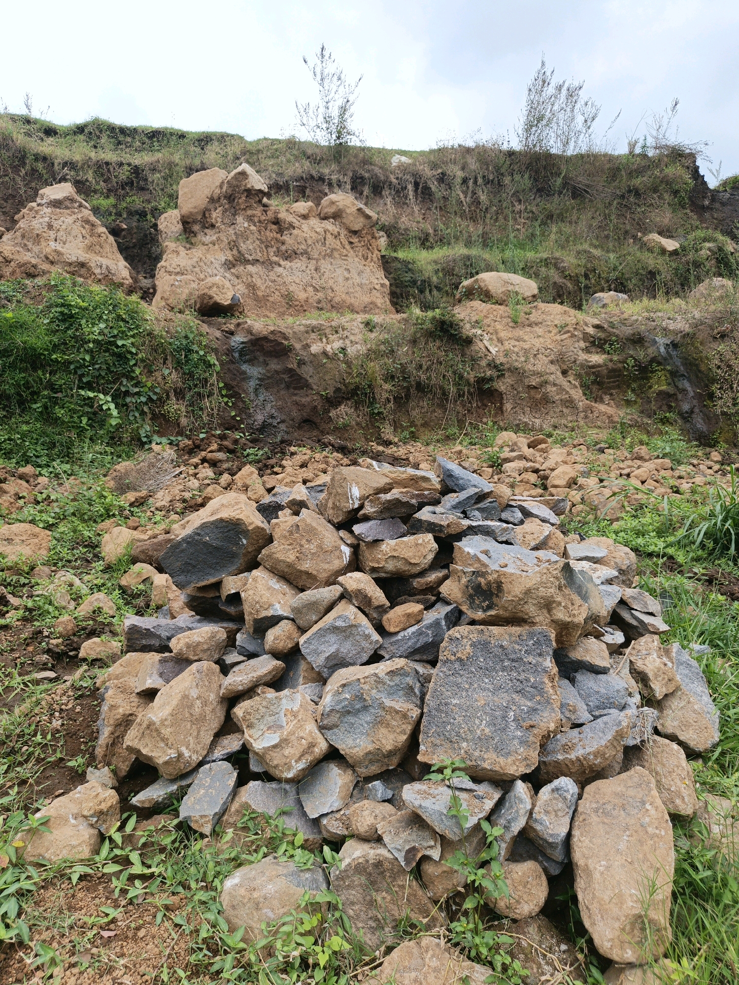 The image depicts an outdoor scene on a hillside in Batu, Indonesia, characterized by a pile of loose rocks and earth. In the foreground, a mound of various-sized rocks, predominantly gray and brown, are piled together. Some of these rocks have distinct, sharp edges, suggesting they might have been broken or quarried. The surrounding ground is covered with dry grass and some sparse green vegetation, with patches of reddish-brown soil visible.
Behind the pile of rocks, the terrain slopes upward, revealing a section of exposed earth and rock face, indicating a possible landslide or excavation site. This area is characterized by larger, unshaped boulders and earth formations, with some areas showing signs of erosion. Greenery, including vines and grass, grows on the upper slopes and around the exposed earth. The sky above is overcast with a light gray hue. There are no people or animals visible in the image. The overall impression is one of a natural or disturbed landscape, possibly a construction site or a result of geological activity.