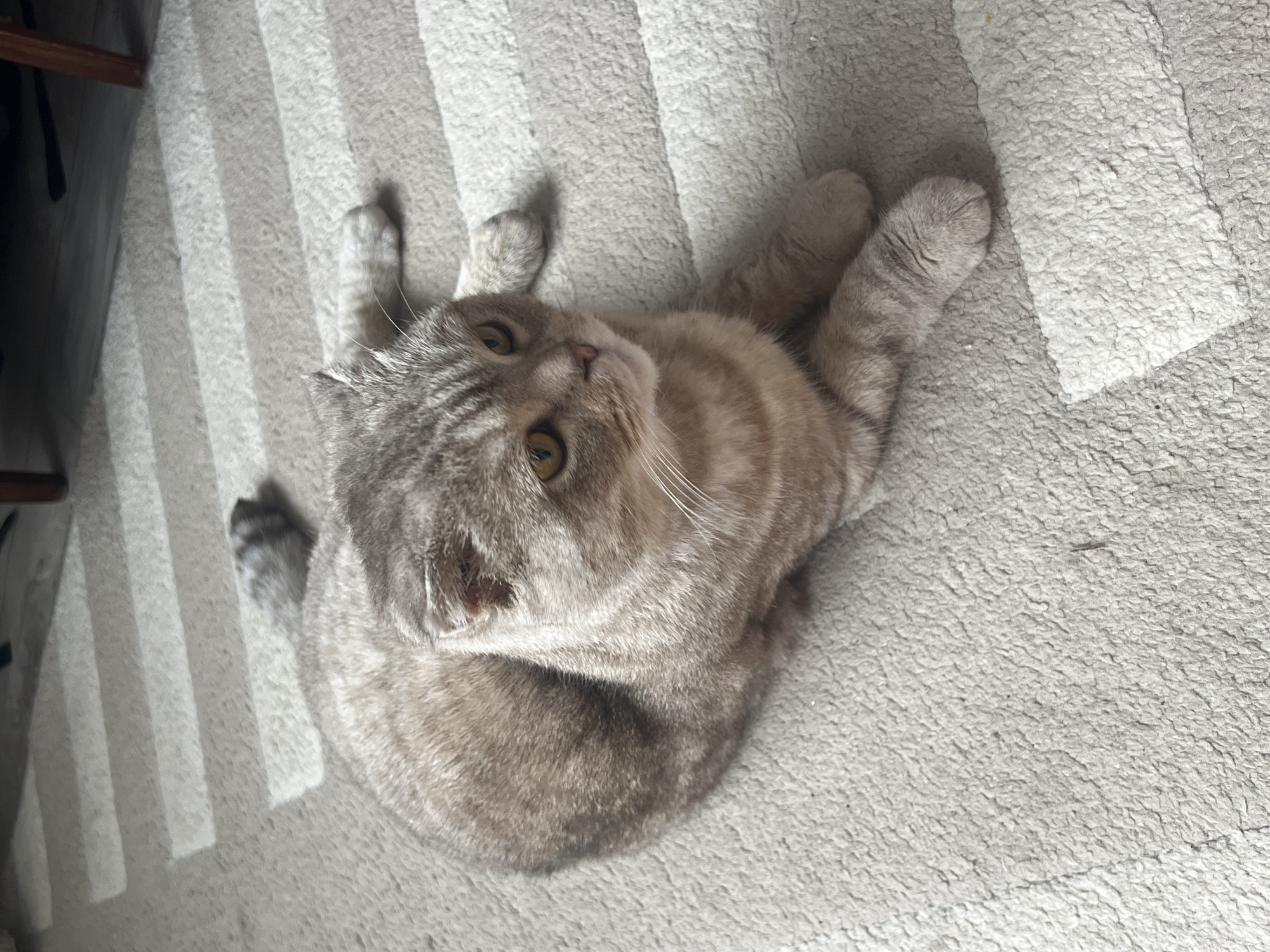 A Scottish Fold cat is lying on a gray carpet. The cat is gray with tabby markings and has yellow eyes. The carpet is textured and slightly patterned with stripes visible in the background. The location is not discernable from the image; the city of Chaikovsky, Russia, cannot be confirmed.