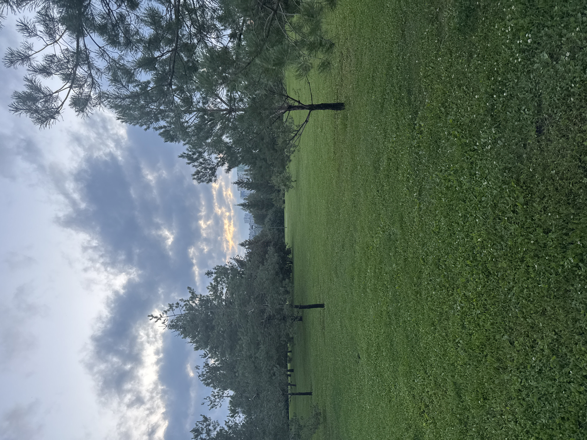 A wide shot captures a park with a lush green lawn dotted with small white flowers. Several pine trees are scattered across the expanse, with their dark trunks contrasting against the vibrant grass. In the background, a dense line of trees forms a natural border, and beyond that, modern city buildings rise against a cloudy sky. The clouds are heavy and dark, with streaks of lighter grey and hints of warm, golden light peeking through in the distance, suggesting either sunrise or sunset. The overall atmosphere is serene and natural, with a touch of urban presence on the horizon. The specific location in Ufa, Russia cannot be determined from the image alone.