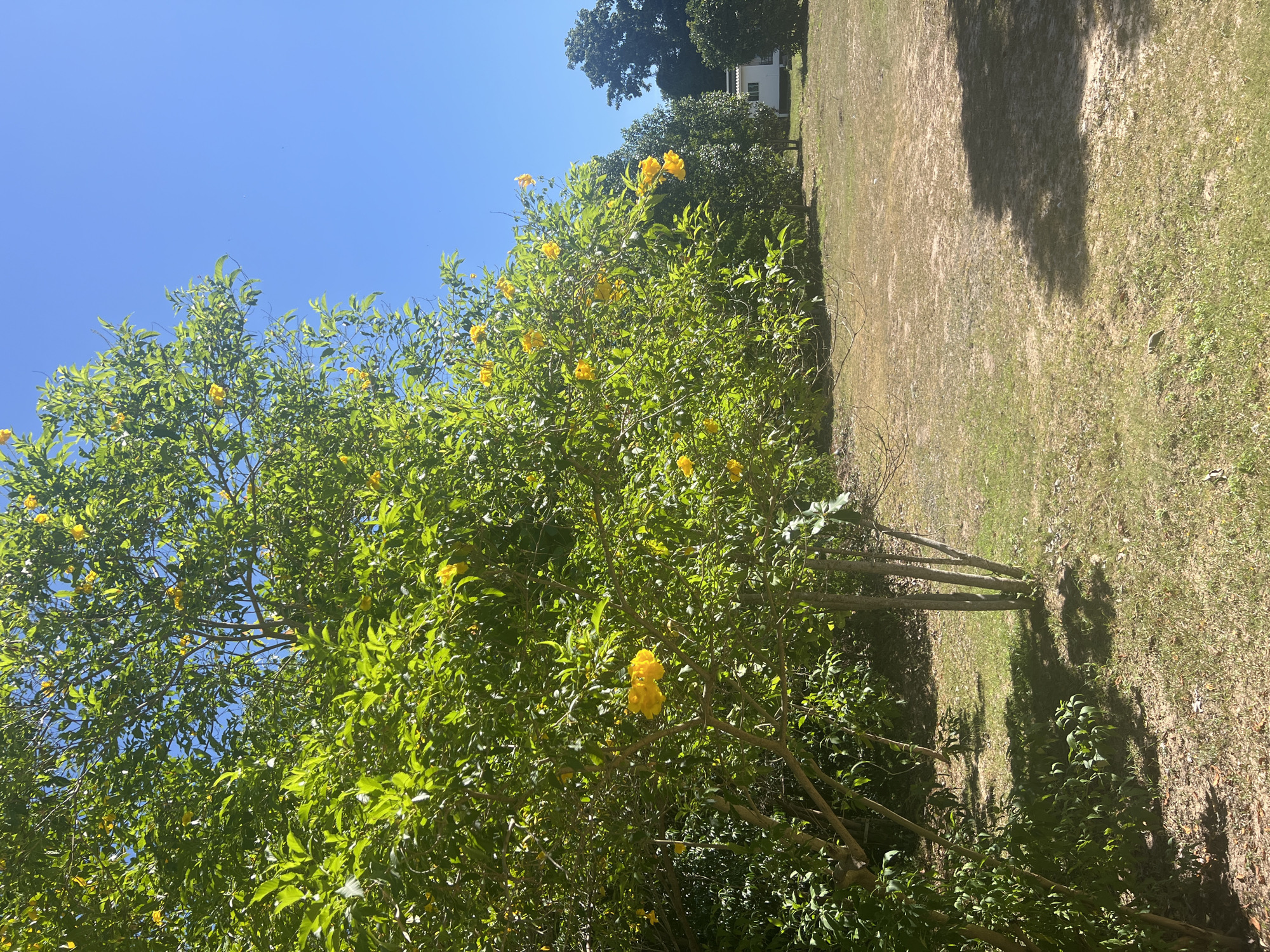 The image displays a vibrant yellow flowering bush against a clear blue sky. The bush is dense with green leaves and adorned with numerous trumpet-shaped yellow flowers, some clustered together and others scattered individually. The branches of the bush are visible, some bare and brown, contrasting with the lush foliage.
To the right of the flowering bush, a grassy area stretches out, appearing somewhat dry and patchy in places. Sunlight casts shadows across this area, suggesting it is mid-day. In the background, beyond the bush and grass, a cluster of trees can be seen. One tree stands out with its darker, fuller canopy, while a small white building with a dark roof is visible behind it, nestled amongst the greenery. The overall scene evokes a sense of a bright, sunny day in an outdoor setting, possibly a garden or park. The location context is ตำบลเกาะพะงัน, Thailand. There is no visible text in the image.
