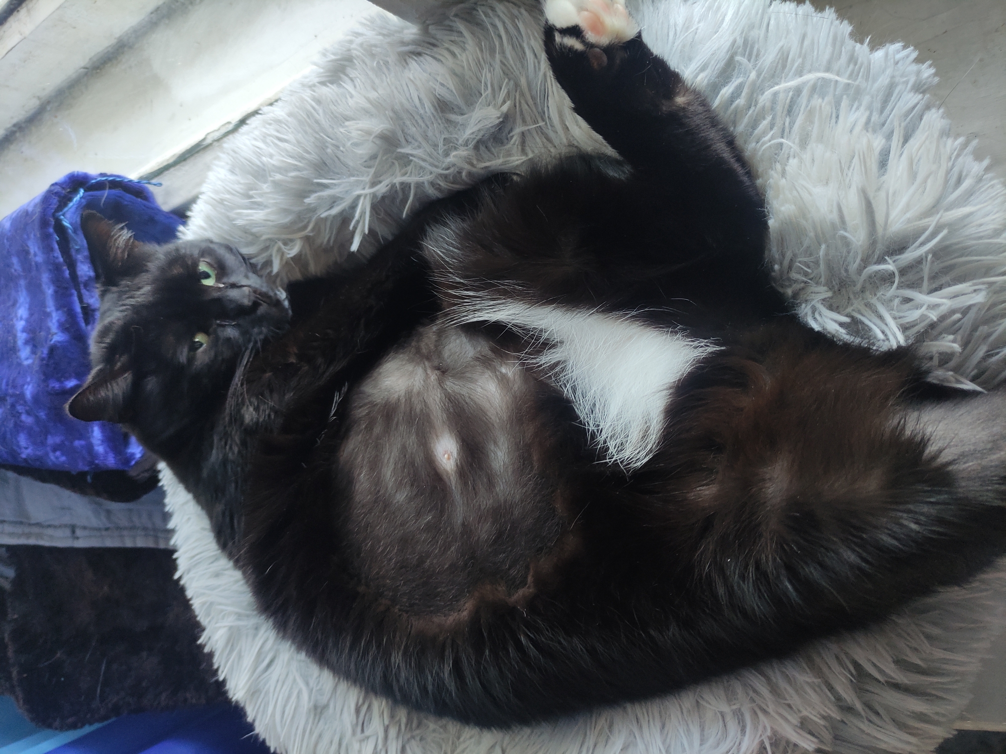 A black and white cat is lying on its back in a fluffy, gray cat bed. The cat is mostly black with a white patch on its belly. The cat's left paw is raised. The cat is lying near a window with a blue cloth draped near it.