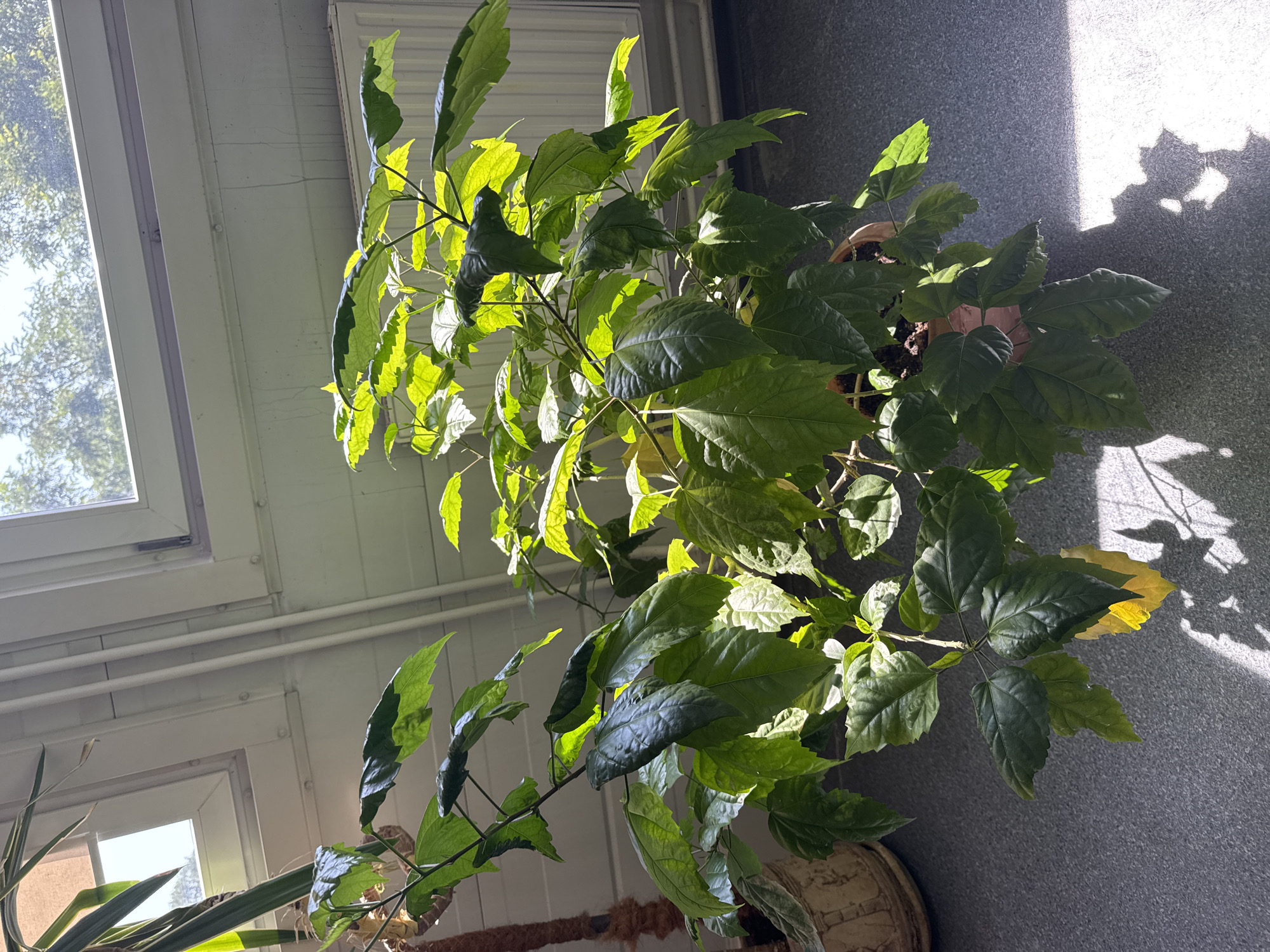 The image shows a potted plant with green leaves indoors, near a window. The plant is in a terracotta pot, which sits on a gray surface. Sunlight streams through the window, casting shadows of the plant on the surface. The background shows a white wall and part of a radiator. The overall scene is of a domestic or office environment.