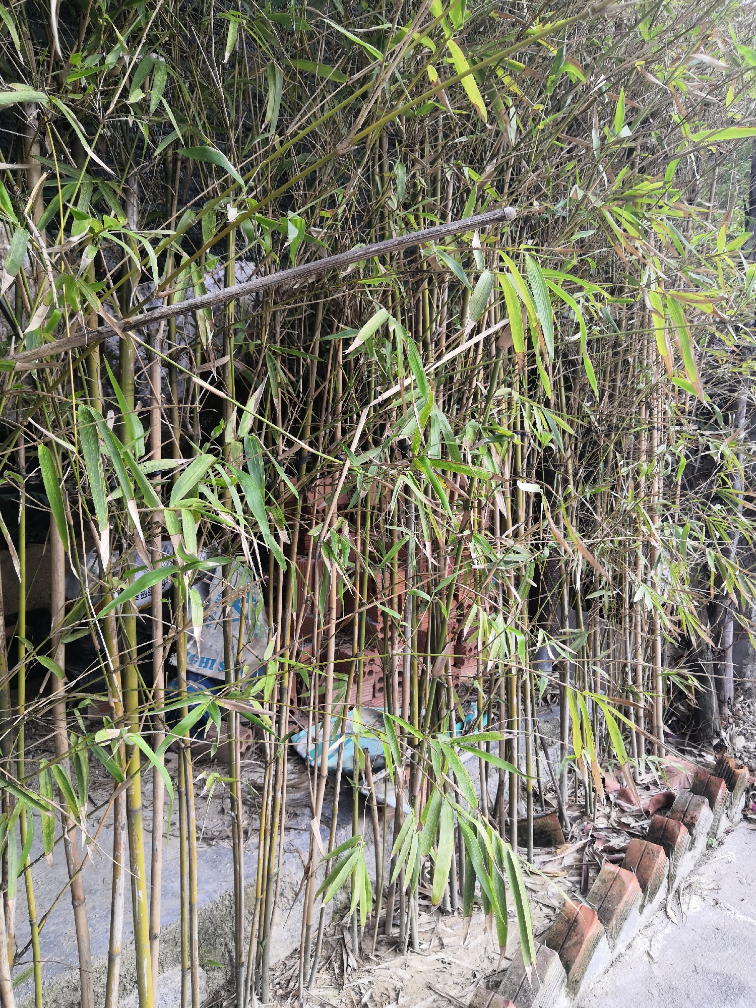 A dense thicket of bamboo culms, varying in diameter and height, occupies the majority of the frame. The bamboo features both vibrant green leaves and numerous dried, brown leaves and stalks, indicating a mixture of new and older growth. Behind the primary bamboo growth, indistinct background elements, including a blue plastic sheet and a white bag with partially visible text, are discernible. The lower foreground presents a transition from a concrete or paved surface on the right to an exposed earth patch on the left, where the bamboo originates. This earthen area is mixed with dried leaf litter and minor debris. A low border, constructed from reddish-brown bricks arranged vertically and partially embedded in concrete, separates the paved surface from the earthen area and the bamboo. The scene is located in the Bac Nha Trang Ward, Vietnam. No individuals or animate subjects are present.