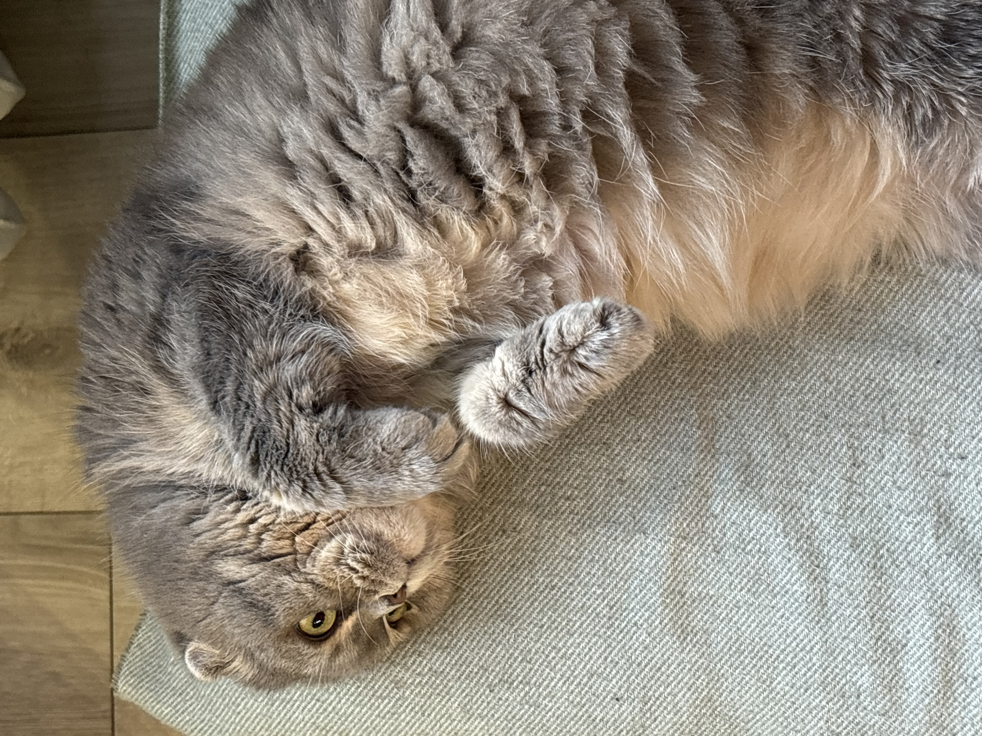 A gray long-haired cat with yellow eyes lies on its back on a gray fabric surface. The cat's head is in the lower left corner, and its paws are curled up near its chest. The location is not specified and there is no evidence suggesting the city of Chaikovsky, Russia. The environment consists of the fabric surface and a hint of wood flooring in the top left corner.