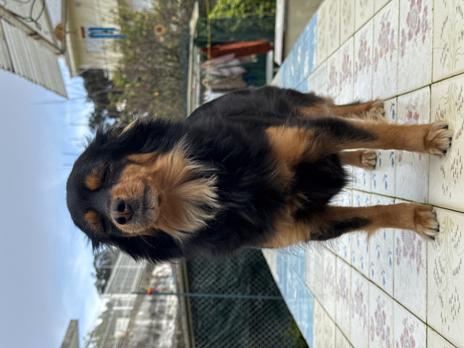 A dog lies on a tiled surface outside, its eyes closed in apparent relaxation. The dog has black fur with brown markings on its muzzle, chest, and legs. Its body is oriented horizontally across the frame, paws extending towards the right edge. In the background, there's greenery, hints of a building, and a partially visible sky. The tiling underneath the dog has a floral pattern with a color palette of white, blue, and pink.