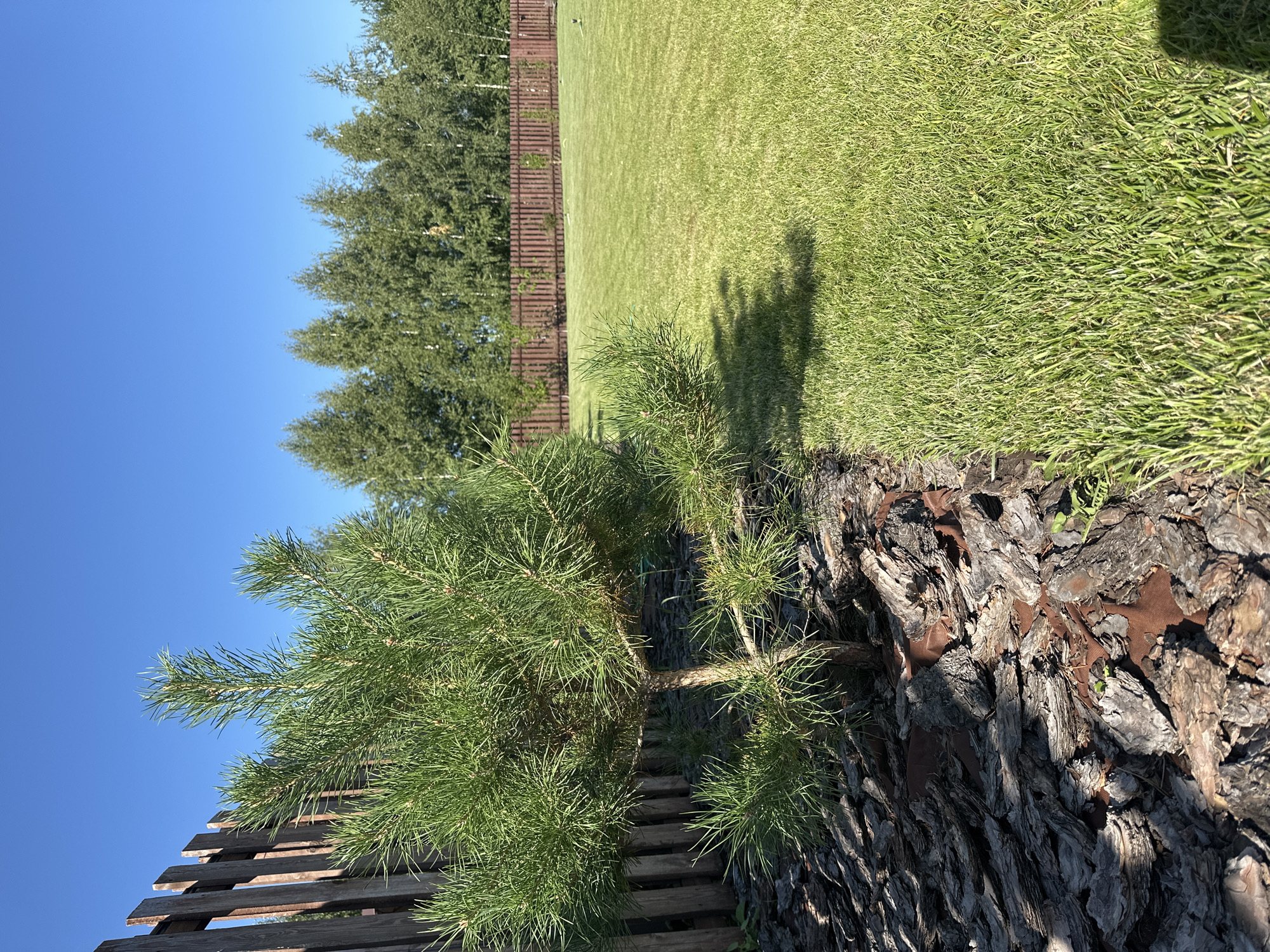 A vertical shot depicts a sunlit backyard with a clear blue sky overhead. In the foreground, a young pine tree is mulched with rough, dark bark. To the left, a weathered wooden fence runs along the edge of the yard. The majority of the scene is dominated by a neatly manicured green lawn that stretches towards a darker brown wooden fence in the middle ground. Beyond the second fence, a row of tall, green trees forms a natural border. The lighting suggests it is daytime, likely late morning or early afternoon, given the strong shadows cast on the grass. There are no people or animals visible in the image.