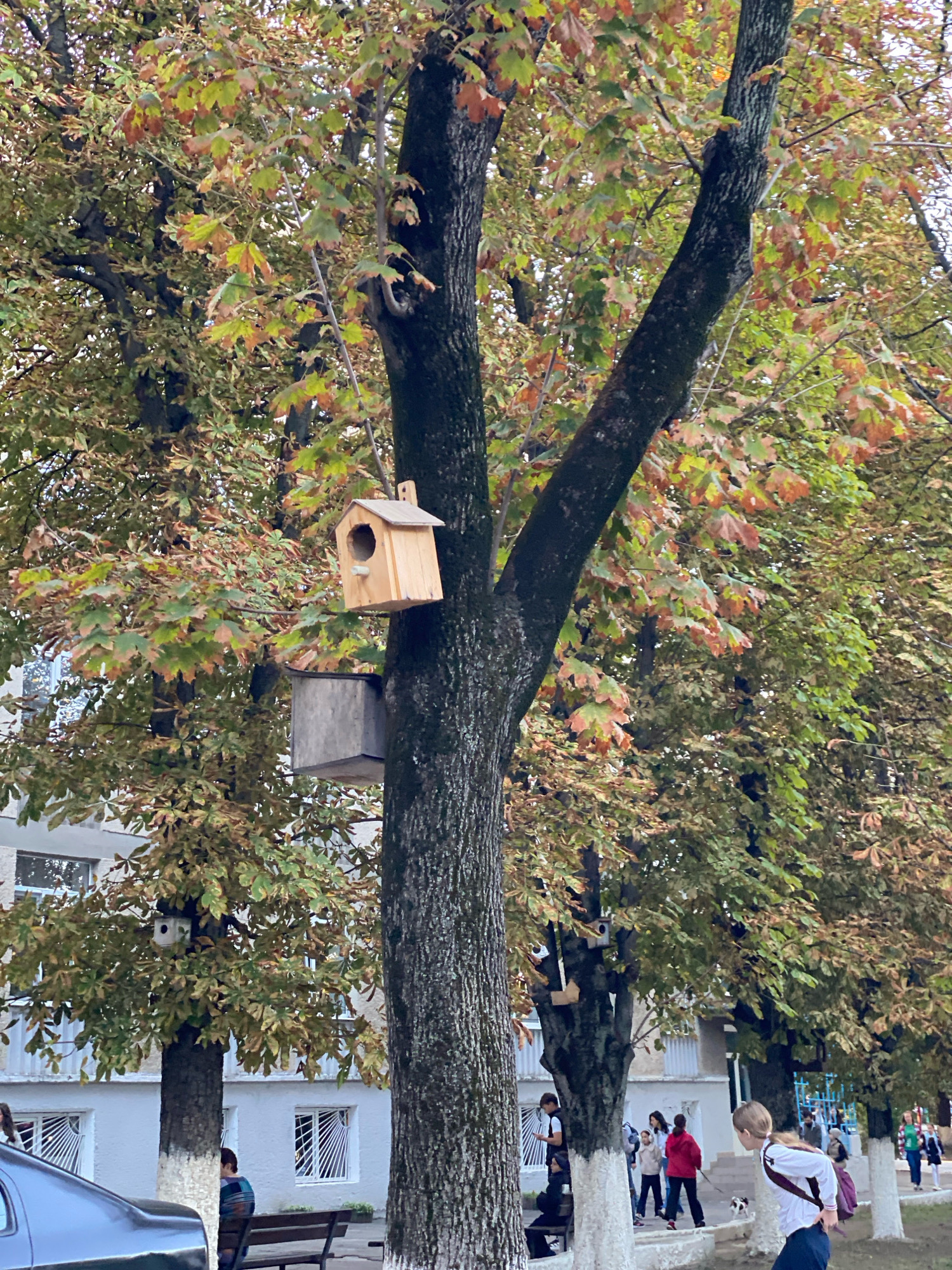 In Chișinău, Moldova, on a cloudy day, a tree with autumn leaves, tinged with green and orange, stands prominently. Attached to its trunk are two birdhouses: a smaller wooden one positioned higher up, and a larger, unpainted wooden box below it. The tree is situated on a paved area near a building with white walls and windows. Several people are visible in the background, some walking, others seated on a bench. A car is parked on the left side of the frame. The overall scene suggests a public urban space during the fall season.