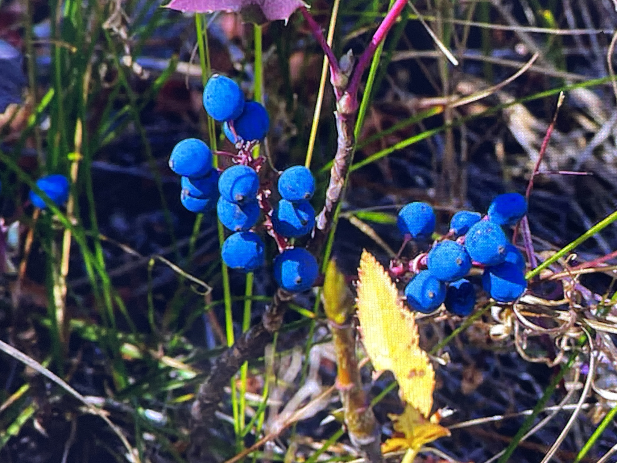 A cluster of vibrant blue berries is the central focus of this close-up image, set against a backdrop of blurred green and brown vegetation. The berries, appearing small and spherical, are densely packed on thin, reddish stems, with some individual berries showing slight indentations. To the right of the main cluster, a single, bright yellow leaf with visible veins adds a contrasting splash of color to the scene. The background is a soft blur of tall grass and dried plant matter, creating a natural, outdoor setting. A hint of a pinkish-purple leaf can be seen at the top of the frame, adding another subtle color element. The lighting suggests it might be daytime, with the sun highlighting the berries and the yellow leaf. The image is still and shows no signs of activity or people, focusing solely on the textures and colors of the plant life. No text is visible in the image.