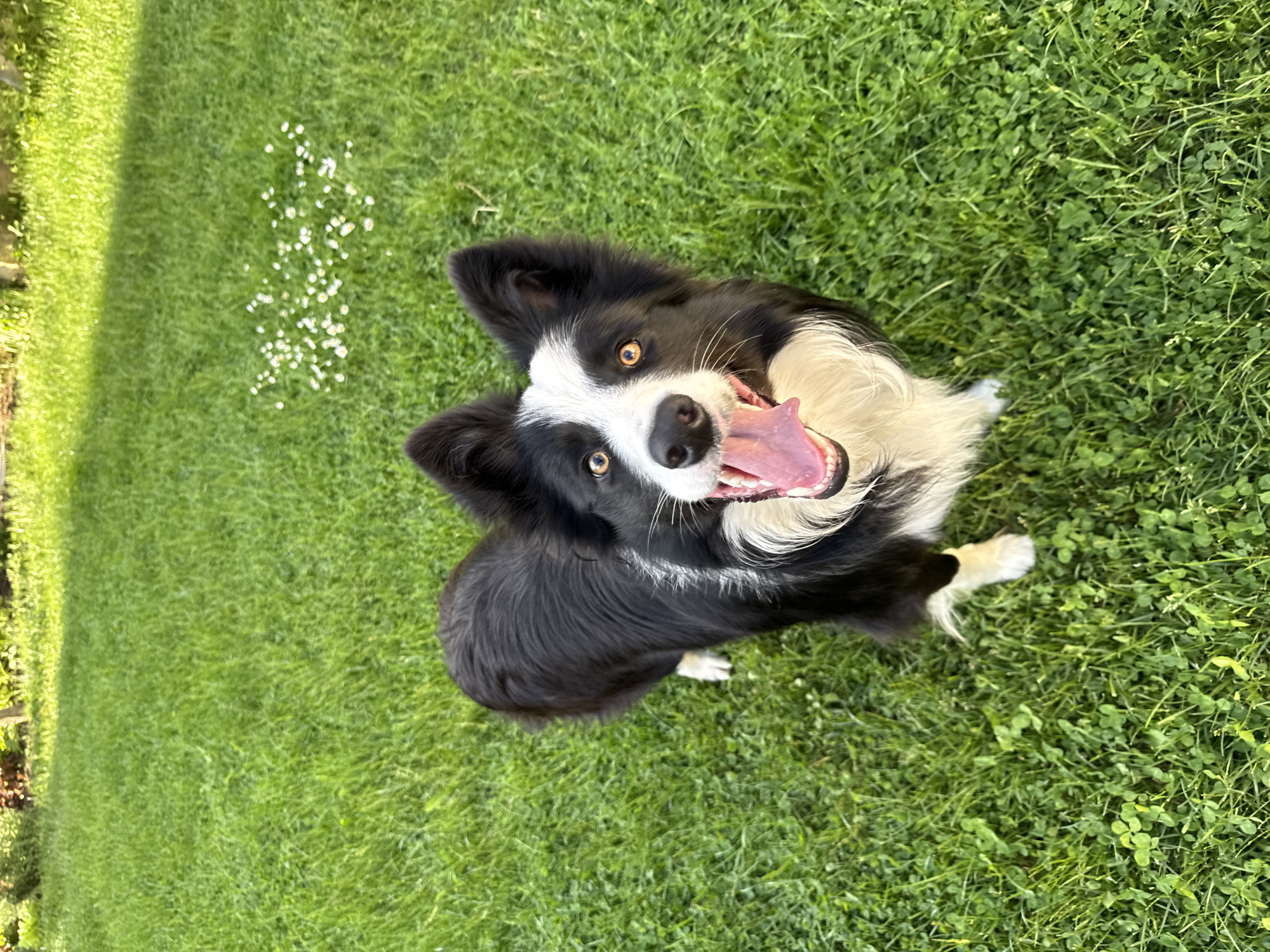 A black and white Border Collie dog lies on a green lawn, with a small patch of white flowers in the upper left corner. The dog faces the camera with an open mouth and exposed pink tongue. The location is not specified and therefore cannot be accurately identified as Berkovitsa, Bulgaria.
