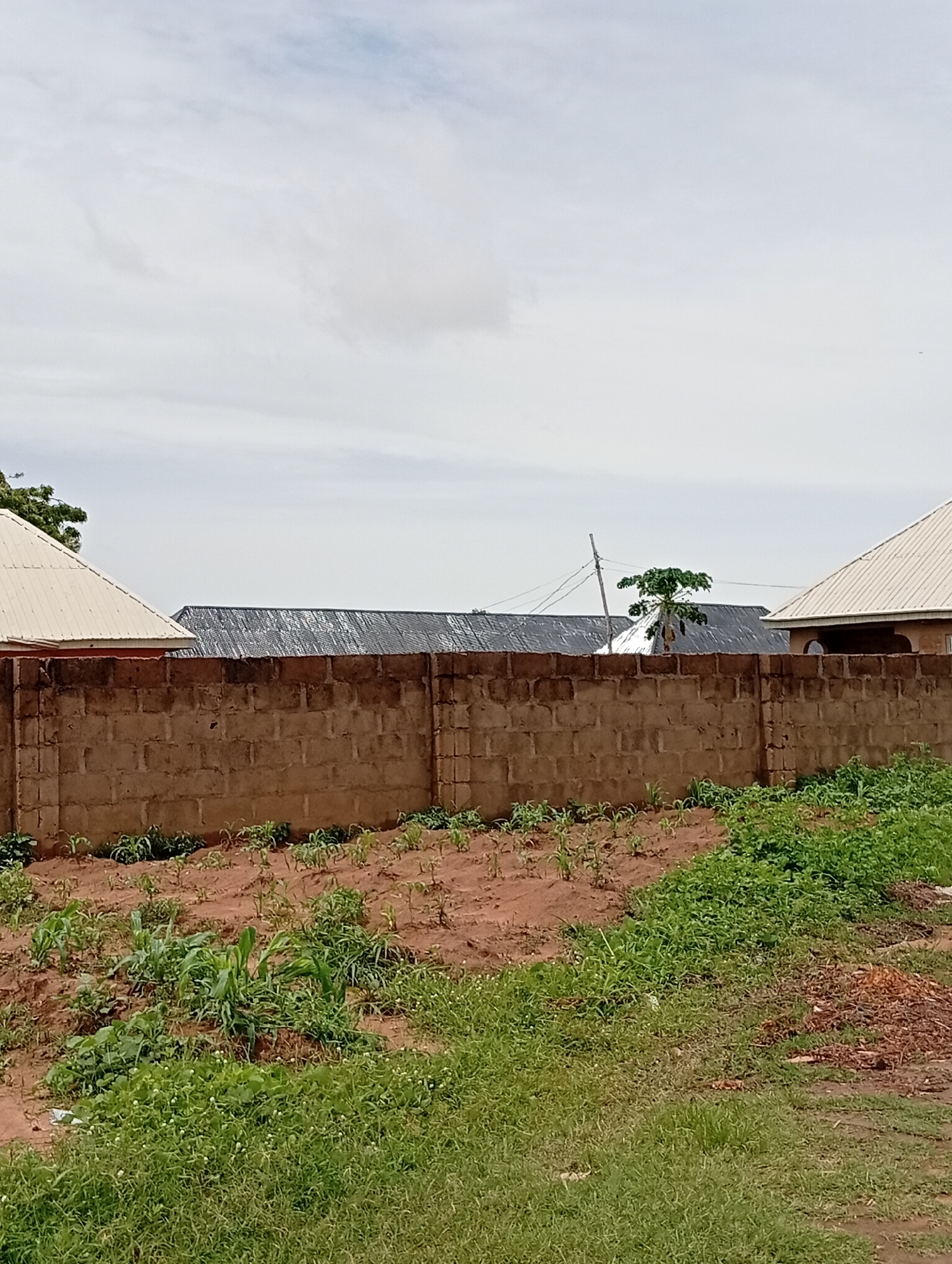 This image depicts an outdoor scene in Jalingo, Nigeria, under an overcast sky. The foreground features a patch of dry brown earth with sparse green vegetation and some taller green plants resembling corn or similar crops. Behind this is a roughly constructed brick wall, approximately waist-high, extending across the frame. Beyond the wall, several rooftops are visible, predominantly made of corrugated metal sheets, some appearing weathered. A single tree with a prominent canopy stands behind the wall, and power lines are strung between poles. On the left and right edges of the frame, parts of houses with lighter-colored, sloped roofs are visible. The overall impression is of a residential area with ongoing construction or development, given the unpaved ground and simple building materials. The lighting suggests it is daytime, but the cloudy conditions create a diffused light. No people are visible in the image, and there is no discernible text.