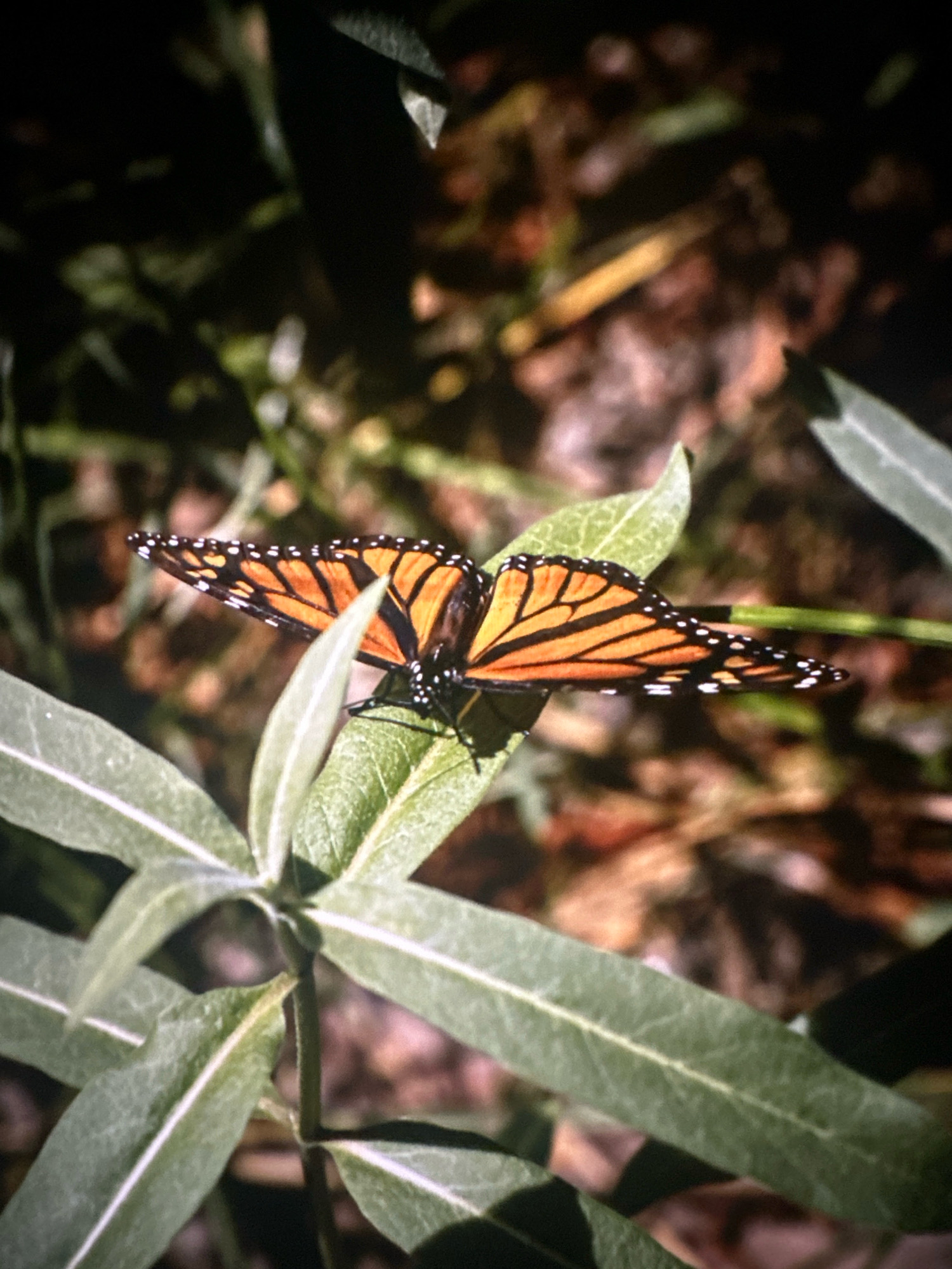 A monarch butterfly is perched on a green leaf. The butterfly's wings are open, revealing an orange pattern with black veins and white dots along the edges. The background is blurred and consists of brown and green foliage. The scene appears to be outdoors, possibly in a garden or natural setting.