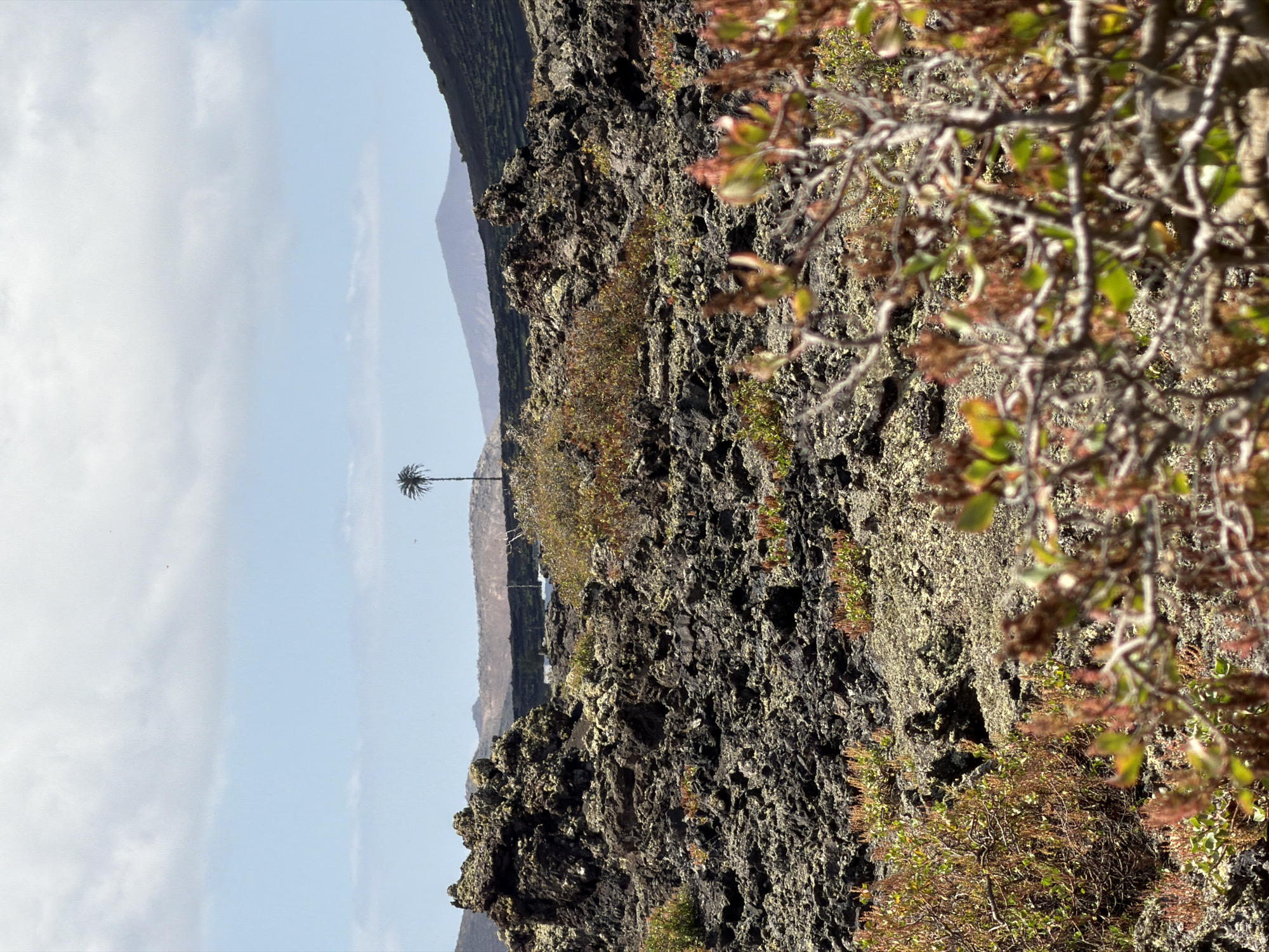 The image displays a rugged, arid landscape, likely volcanic, under a bright daytime sky. In the foreground and extending into the midground on the right, dark, craggy volcanic rock dominates, covered in patches of lighter growth, possibly lichen, and dotted with small bushes featuring green and reddish-brown leaves. Some blurred foliage on the far right suggests vegetation very close to the camera.
A tall, slender palm tree stands prominently in the midground, silhouetted against the sky on the left side of the frame. In the distant background, hazy, light-colored mountains or hills stretch across the horizon beneath a clear, light blue sky with scattered soft white clouds.
The scene depicts a natural environment with no human activity. The weather is clear and sunny. The volcanic rock textures are highly detailed, showcasing their rough and porous surfaces. Given the location context of Tías, Spain, this landscape is consistent with the volcanic terrain found on islands like Lanzarote. No text is visible in the image.