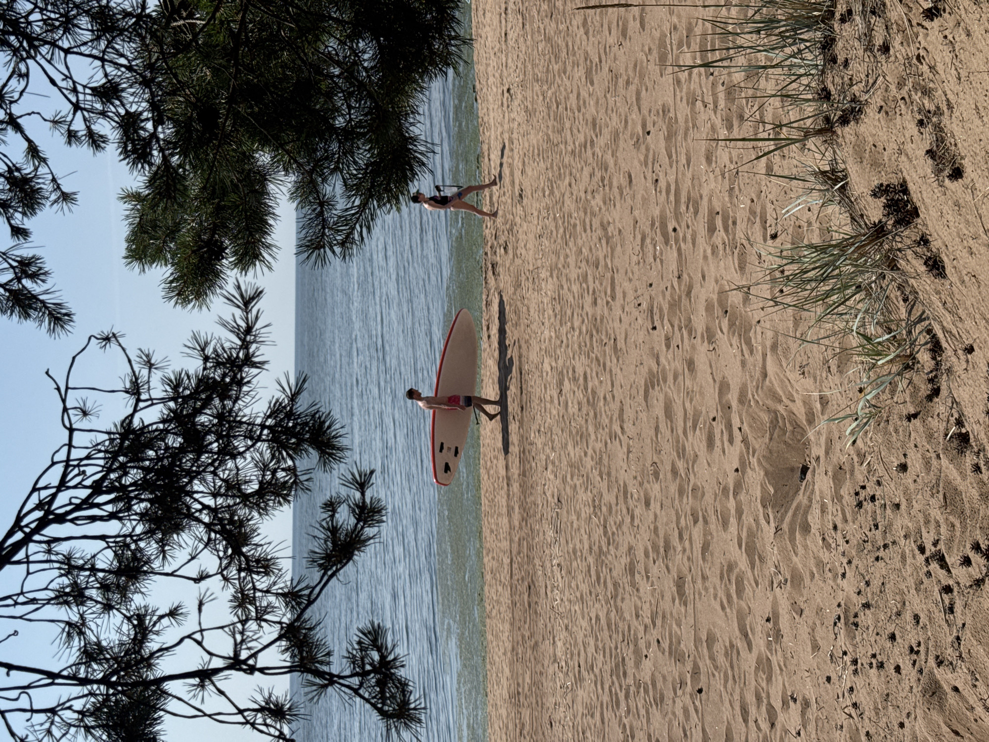 In Zelenaya Roshcha, Russia, on a sandy beach, two individuals walk near the water. A male, wearing striped shorts, carries a red and white paddleboard. A female, in a black swimsuit and cap, walks in the same direction. The sea is calm with some vegetation visible near the shore. Pine branches frame the upper portion of the scene.