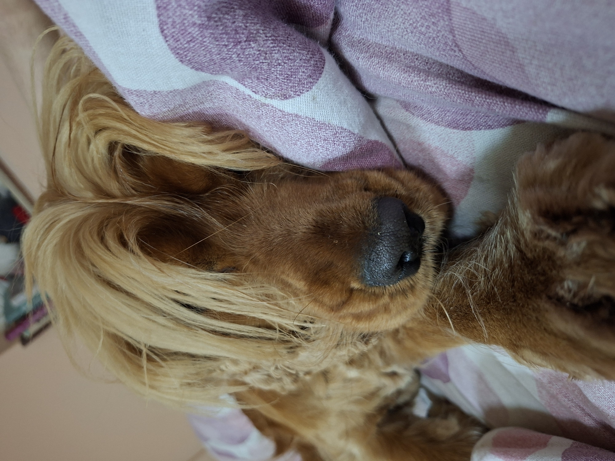 The image shows a sleeping Cocker Spaniel dog lying on a patterned pink and white fabric. The dog is light brown in color with long, blonde fur around its head and face. Its nose is dark and shiny. The dog's eyes are closed, and it appears to be resting comfortably. The setting is indoors; the specific location within Plovdiv, Bulgaria, is not discernable from the image.
