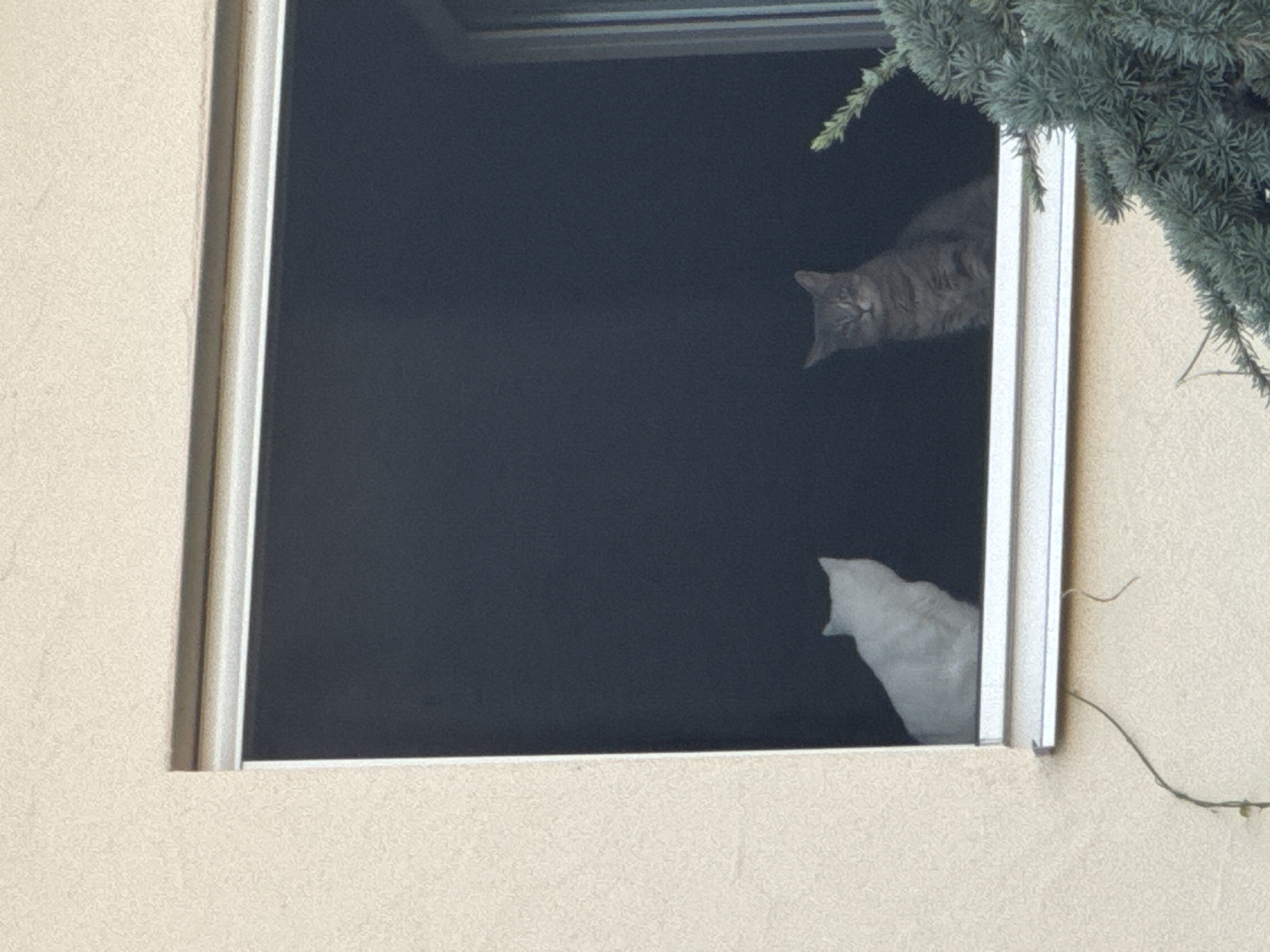 Two cats are visible through a window. On the left, a white cat is sitting and facing away from the viewer. On the right, a grey tabby cat is sitting and looking towards the viewer. A dark screen covers the window. The window is set into a light-colored, textured building wall. A pine tree branch is visible in the foreground on the right side of the image. The scene appears to be from a residential building in Wettstetten, Germany.
