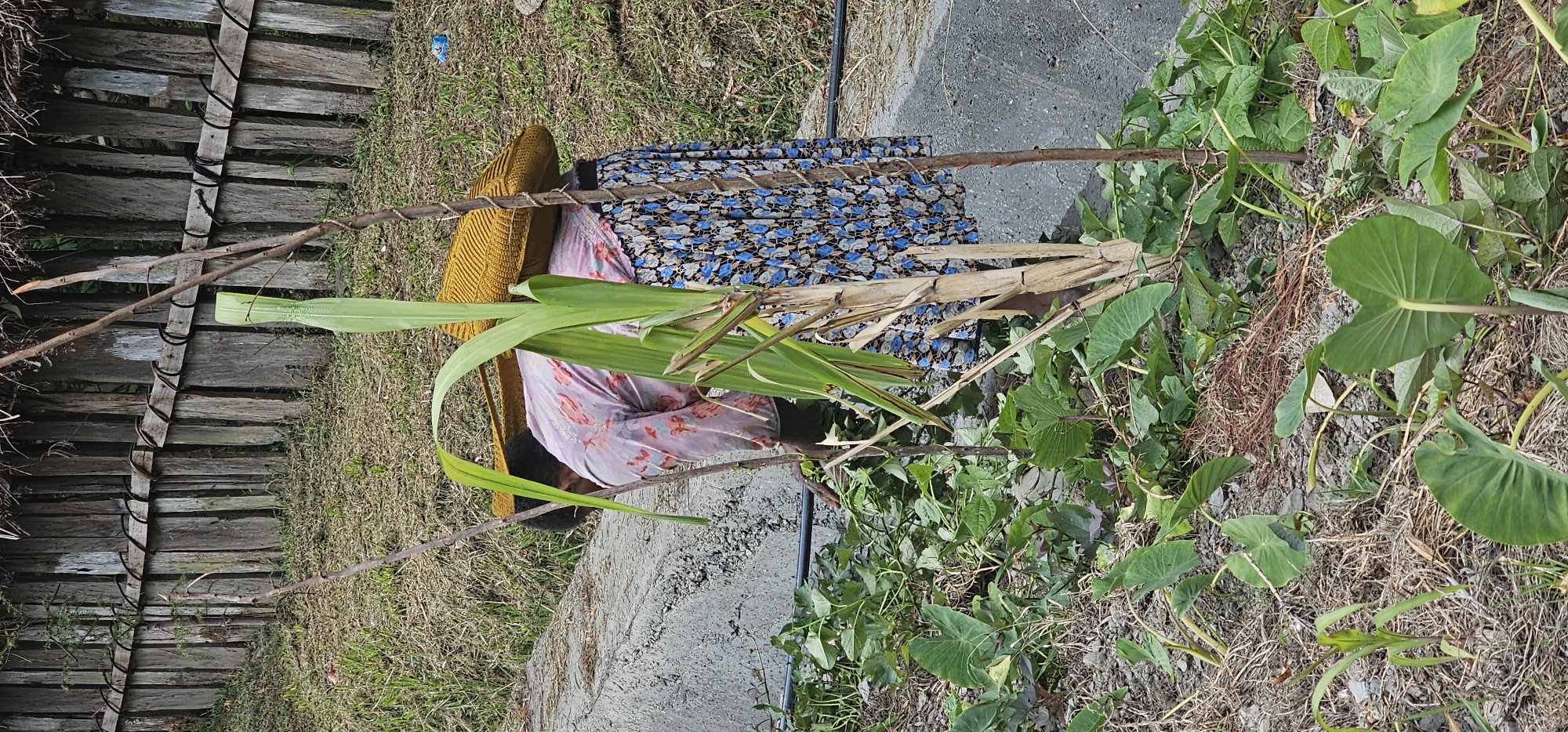 In Puncak Jaya, Indonesia, a person is tending to a garden. They are wearing a floral-patterned shirt and a blue and white floral skirt, with a yellow bag resting on their shoulders. The person is bent over, working amongst various plants, including what appears to be sugarcane, taro, and possibly other vegetables. The garden is located near a concrete structure and a wooden fence in the background. The ground is covered with dry grass and some soil.