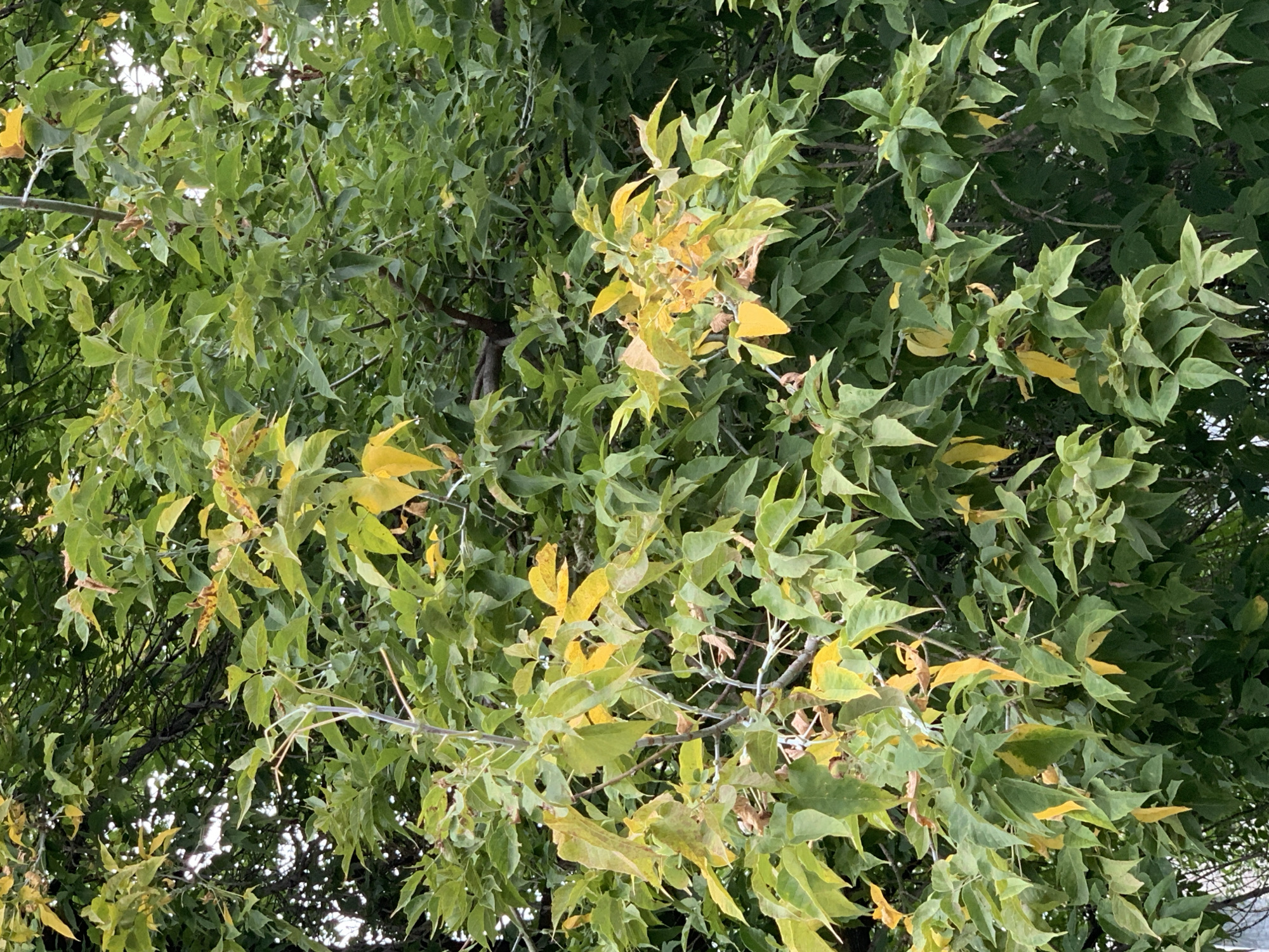 A close-up, slightly overexposed, vertical shot shows a dense canopy of green and yellowing leaves of a tree, likely in Prokopyevsk, Russia. The foliage is thick, obscuring much of the background, though hints of sky and darker branches are visible through gaps. Some branches are visible in the foreground, with thin, bare stems interspersed among the leaves. The transition from green to yellow suggests the season is changing to autumn. No people or animals are present.