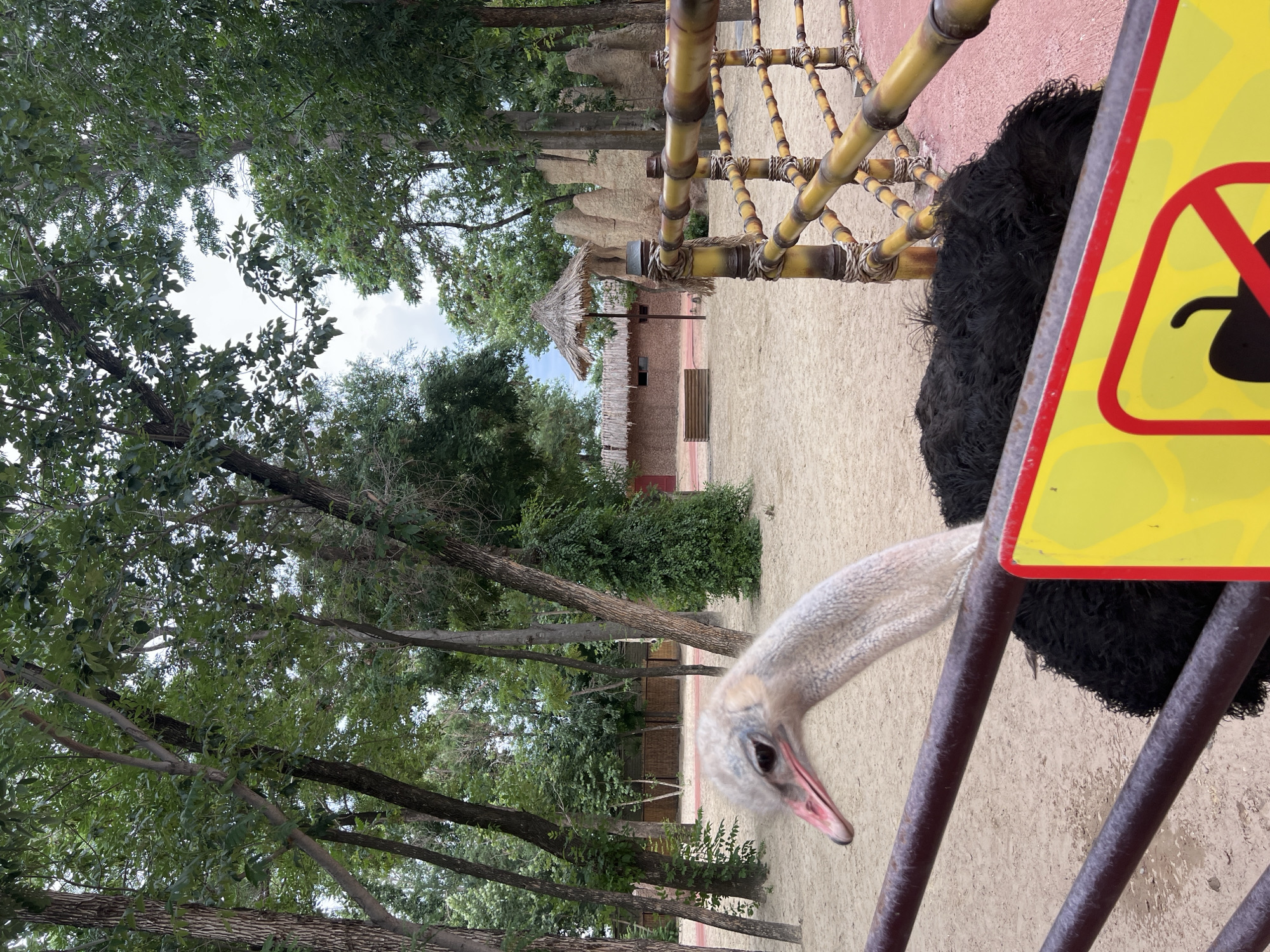 An ostrich's head and neck are extended over a low metal fence, positioned in front of a yellow and red sign with a black graphic that is obscured by the bird's plumage. The ostrich's eye is visible, and its pinkish beak is partially open. Behind the ostrich and fence, a sandy terrain is visible, leading to a structure with a thatched roof and an enclosed facade. The area surrounding the structure is populated with green trees and shrubs. A more decorative bamboo-like fence is near the sandy area. The location appears to be a zoo or animal enclosure. The city is Tashkent, Uzbekistan.