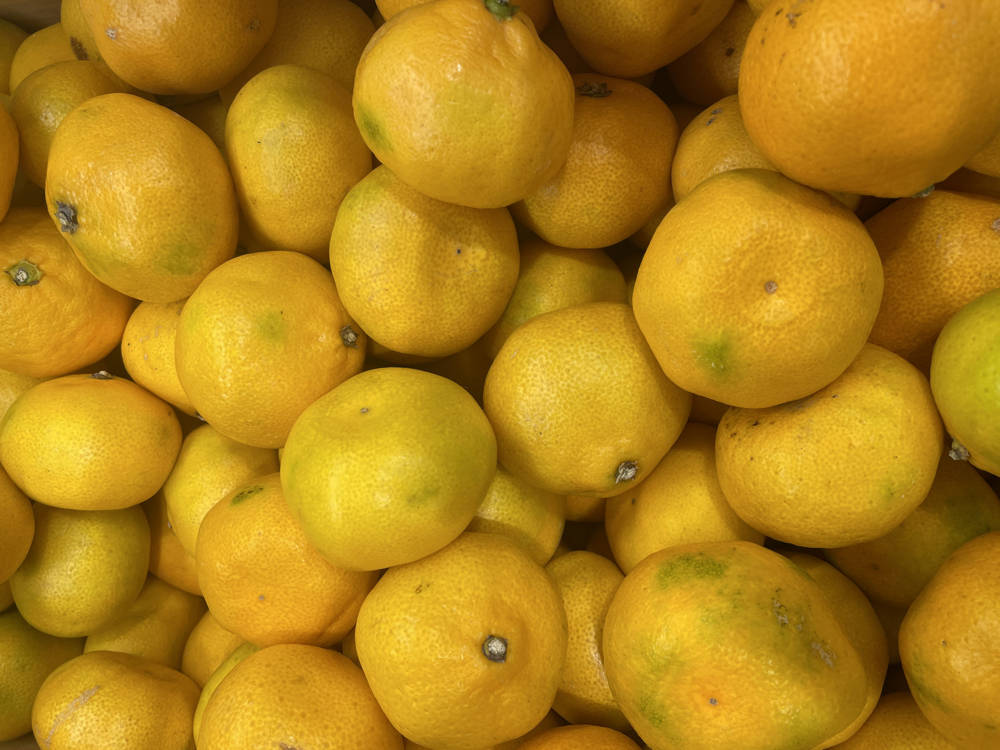 The image displays a close-up, overhead view of a large pile of ripe tangerines. The tangerines are spherical and a vibrant yellow-orange color, with some showing slight greenish tinges, indicating their ripeness. Their skins are textured, with a visible bumpy pattern characteristic of citrus fruits. The fruits are densely packed together, creating a sense of abundance. There are no people or discernible human interaction in the image. The lighting appears to be bright and natural, highlighting the color and texture of the tangerines. The background is completely filled with more tangerines, suggesting a market stall or a large container of fruit. There is no information in the image to suggest a location in Vologda, Russia, or any specific urban environment.