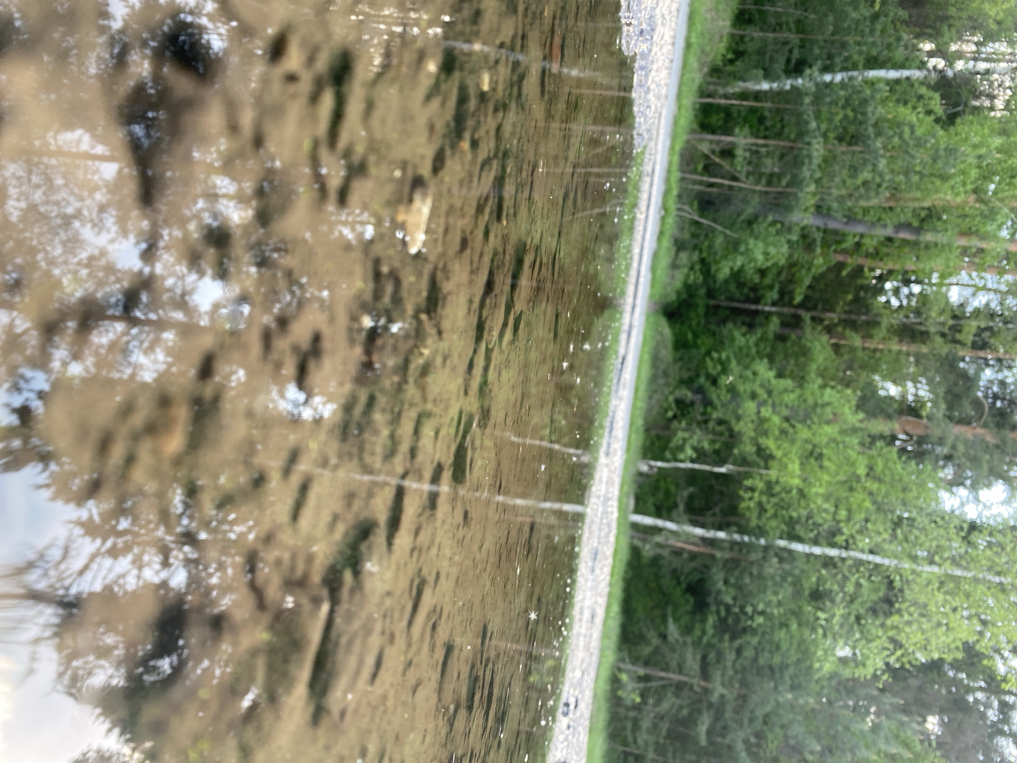 The image shows a body of water reflecting trees and sky. The water appears murky with sediment. On the right side of the frame is a road or path bordered by greenery and a forest. The location and the nature of the body of water cannot be determined from the image.
