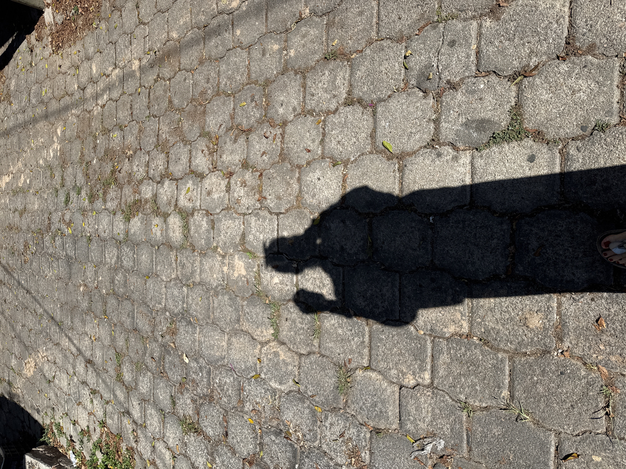 This is an eye-level, outdoor shot of a paved sidewalk in Oaxaca City, Mexico. The ground consists of interlocking gray hexagonal pavers with leaves and sparse weeds visible in the cracks. A shadow cast by a person is prominent in the center-right of the frame. The shadow suggests a person holding a phone or camera, with a hint of sandal-clad feet visible. The lighting is bright and the shot seems to have been taken during the day.