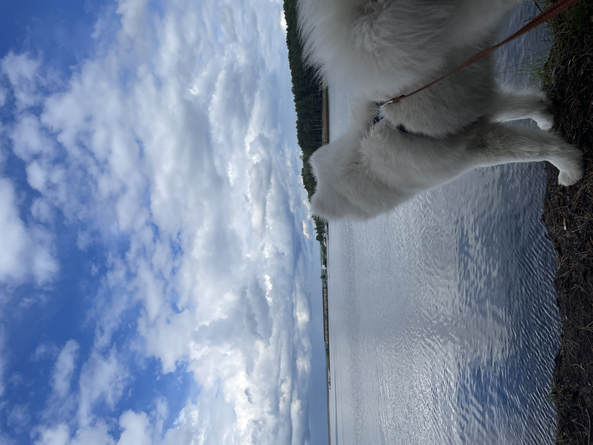 The image captures an outdoor landscape featuring a large, fluffy white dog standing by the edge of a body of water. The dog, seen from behind, occupies the lower right portion of the frame (when oriented correctly), with its back and hind legs visible. It appears to be a breed like a Samoyed, characterized by its thick white fur. A reddish-brown leash is attached to a harness or collar worn by the dog.
The dog is positioned on a dark, earthy bank or shoreline. Immediately in front of it is a wide body of water, which could be a lake or a large river. The water's surface is relatively calm, displaying gentle ripples and reflecting the bright sky above. In the distance, across the water, a distinct horizon line reveals a dense band of dark green trees, indicating a forested shoreline.
Above the distant trees and water, the sky fills the upper part of the image. It is a vibrant blue sky dotted with numerous white, fluffy cumulus clouds, suggesting a partly cloudy day. The overall lighting indicates it is daytime, likely mid-day or afternoon.
The scene conveys a sense of tranquility and natural beauty. There are no other visible subjects, human activity, or discernible emotions beyond the peaceful setting. No visible text is present in the image.