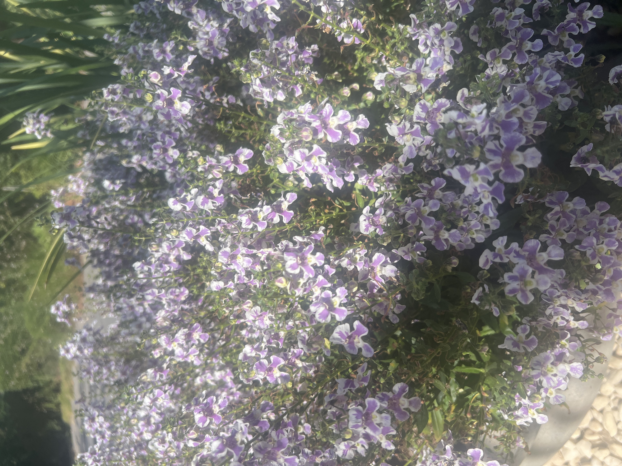 The image shows a dense cluster of small purple and white flowers, possibly Angelonia, in a garden setting. The flowers are clustered on thin green stems, creating a lush, overgrown appearance. In the background, out of focus, are glimpses of green foliage and what appears to be a pathway or road. The foreground shows the edge of a gray planter and some light-colored gravel or small stones. The lighting suggests it is daytime, with sunlight illuminating the flowers and casting some shadows. The image is captured from a slightly high angle, looking down into the flowering bush. The specific location in Hof HaCarmel Regional Council, Israel, is not discernible from the visual elements of the image itself.