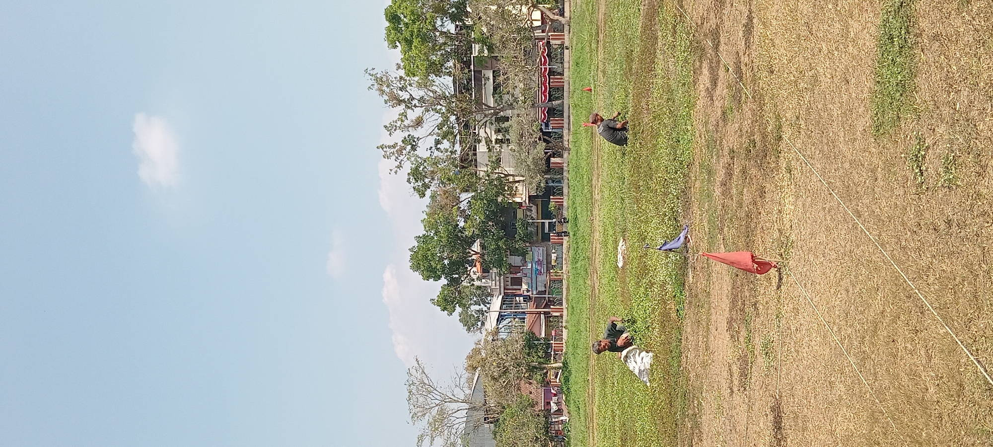 This image captures a scene in Tasikmalaya, Indonesia, depicting two individuals engaged in manual labor on a field under a clear blue sky with sparse clouds. The field appears to be a large open area, with a mix of dry, yellowed grass and patches of greener vegetation. In the foreground, a red flag on a pole is planted in the dry grass, with white lines possibly marking a boundary or course. Further into the field, one person, dressed in a dark shirt and cap, is crouched down, appearing to work with a white sack and collecting vegetation. To their right, another individual, also in dark clothing and a cap, is similarly engaged in working with the grass.
In the background, a line of trees with lush green foliage stands between the field and a row of buildings. These buildings are varied in style and color, suggesting a mix of structures, possibly including shops or residential buildings, with some featuring balconies or covered areas. The overall impression is one of an outdoor work setting, possibly for agricultural purposes or field maintenance, within an urban or semi-urban environment. The lighting suggests it is daytime, likely late morning or early afternoon due to the bright sunlight and clear sky.